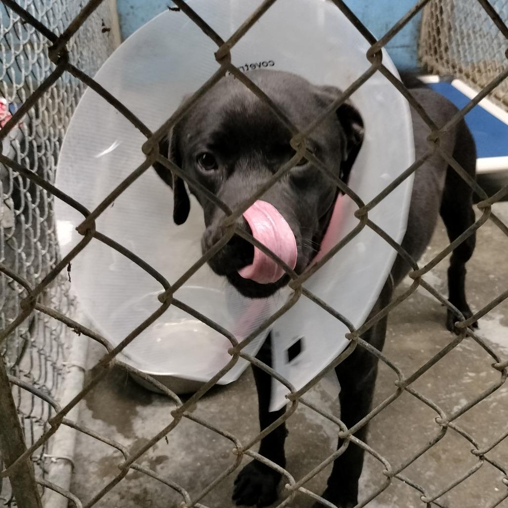 Bandit, Adoptable, Young Male Pit Bull Terrier & Boxer.