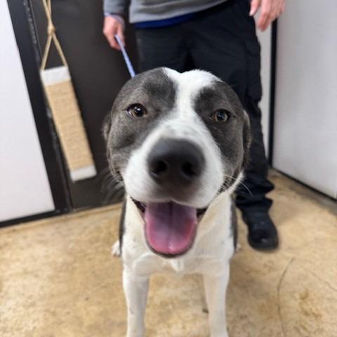 Enlarge BORIS-29504, a Adoptable mixed breed in Bartlett, TN image 1/4