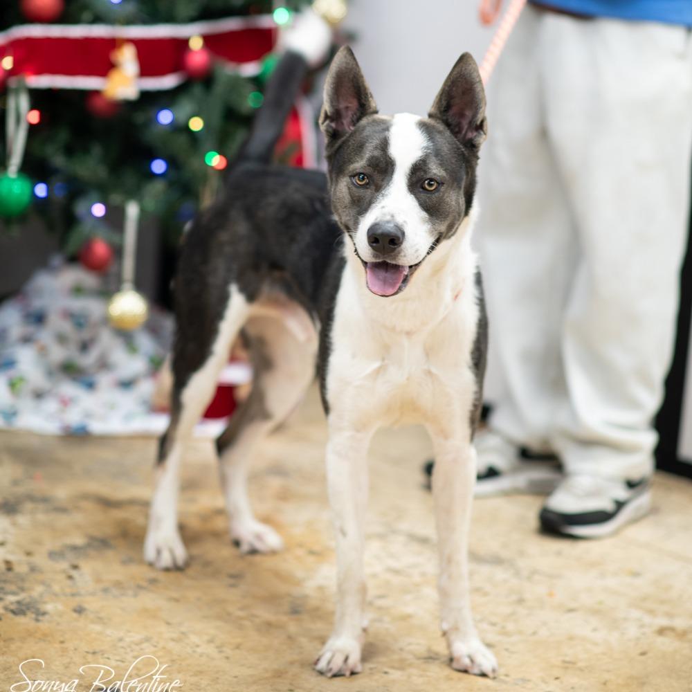 Enlarge BORIS-29504, a Adoptable mixed breed in Bartlett, TN image 3/4
