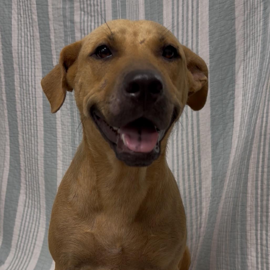 Murtlap, Adoptable, Adult Female Mountain Cur & Mixed Breed.