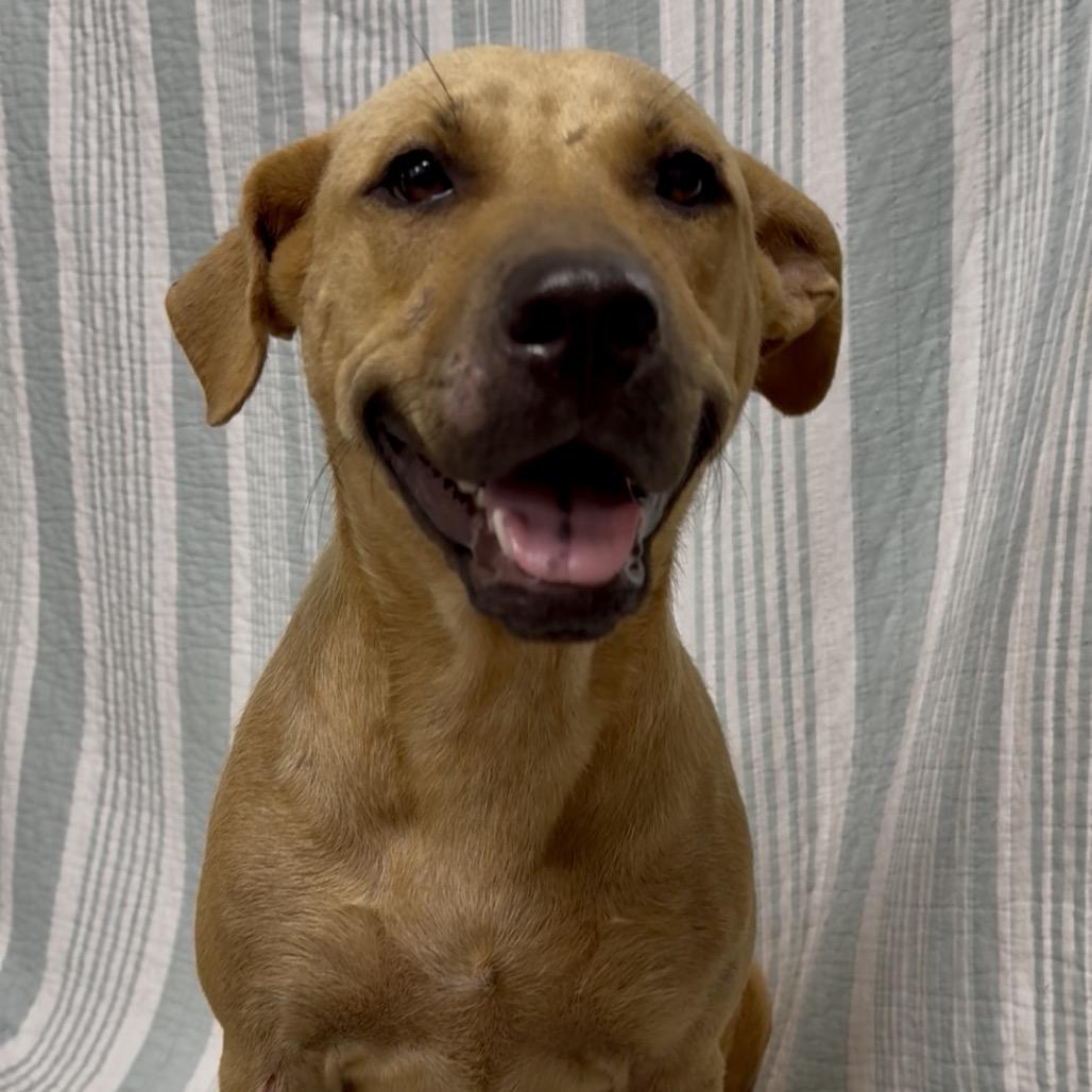Enlarge Murtlap, a Adoptable mixed breed in Monroeville, AL image 2/2