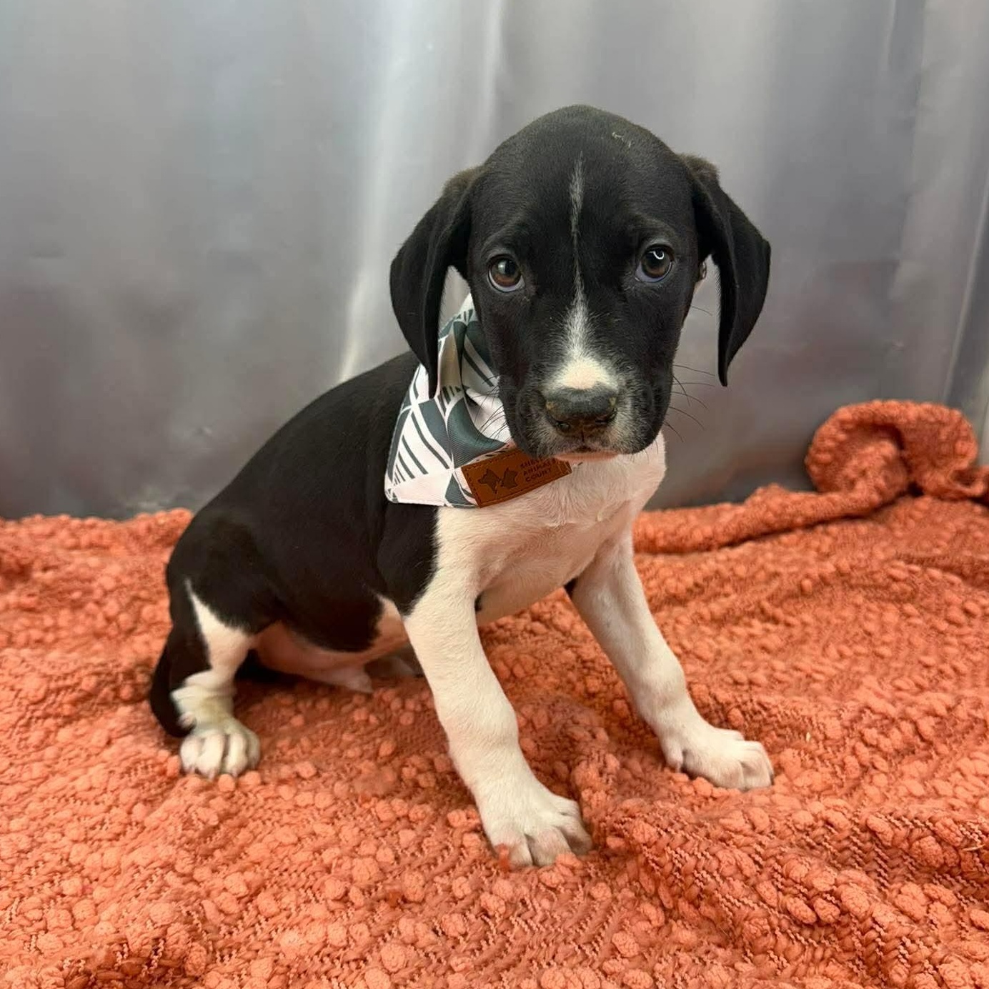 Enlarge Ren, a Adoptable mixed breed in Albion, MI image 3/5
