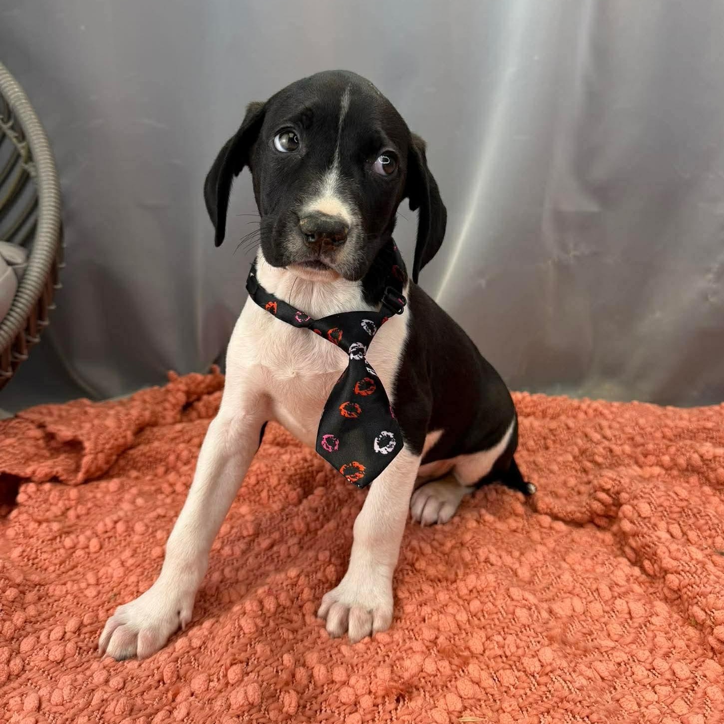 Enlarge Ren, a Adoptable mixed breed in Albion, MI image 4/5