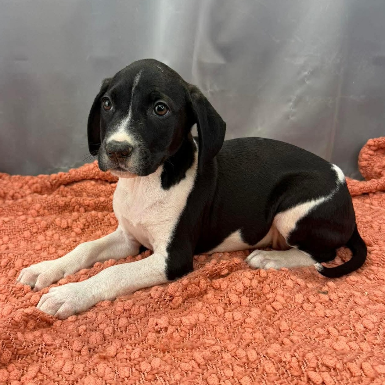 Enlarge Ren, a Adoptable mixed breed in Albion, MI image 2/5