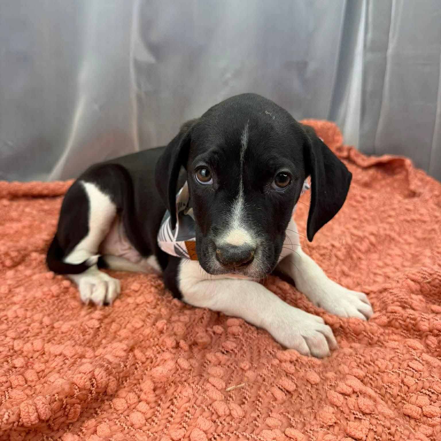 Enlarge Ren, a Adoptable mixed breed in Albion, MI image 5/5