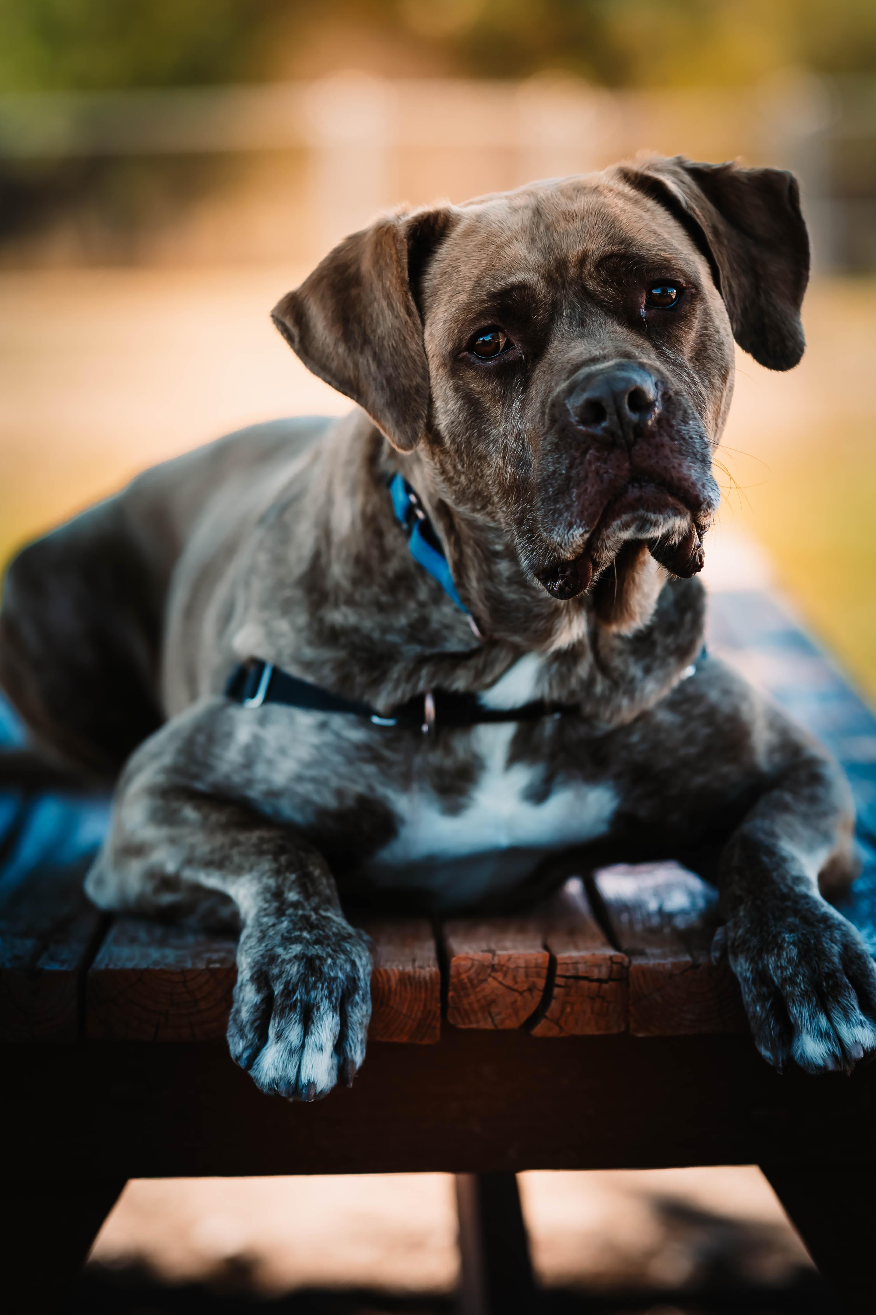 Ethan, an adoptable Mastiff in Pueblo, CO, 81001 | Photo Image 1