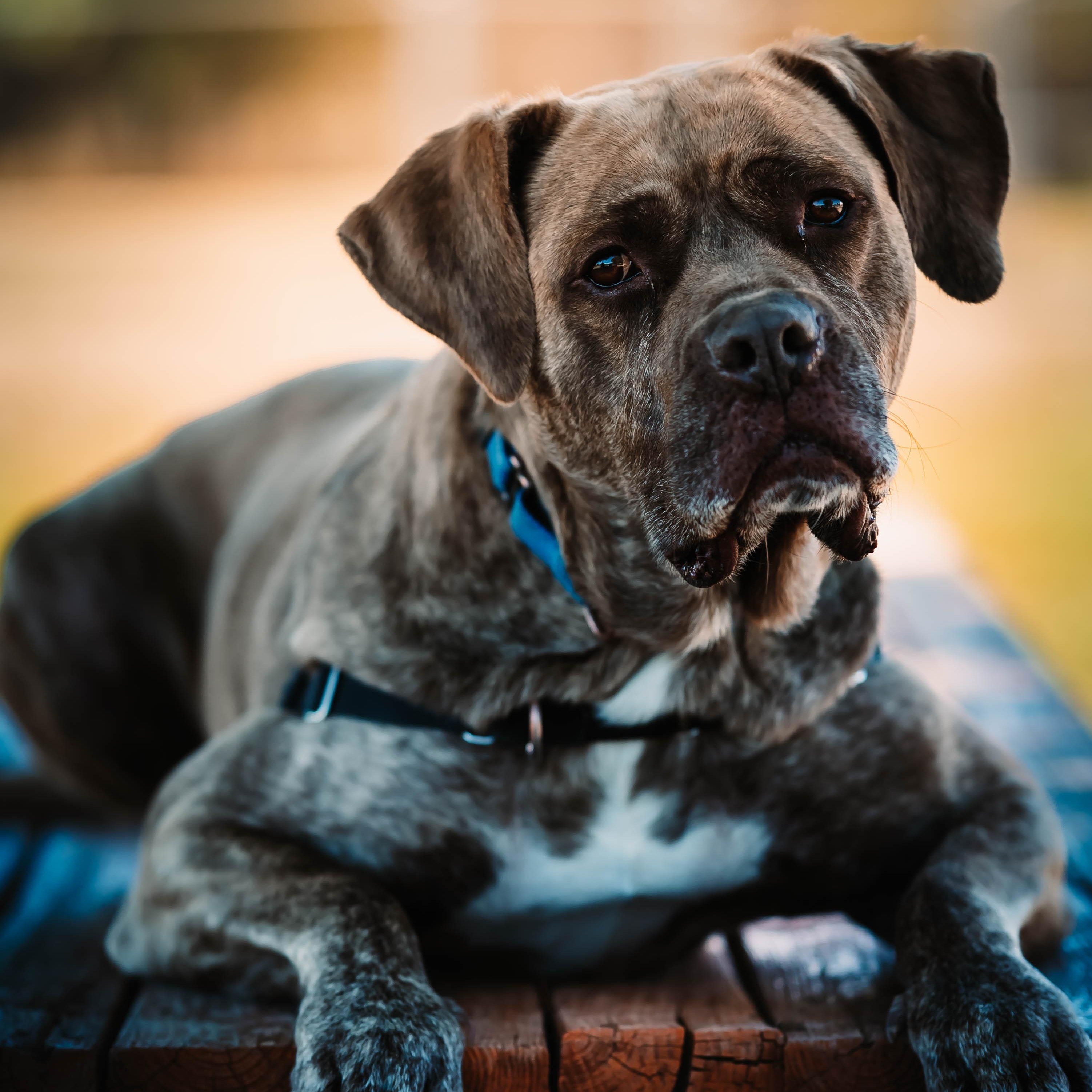 Enlarge Ethan, a Adoptable mixed breed in Pueblo, CO image 1/6