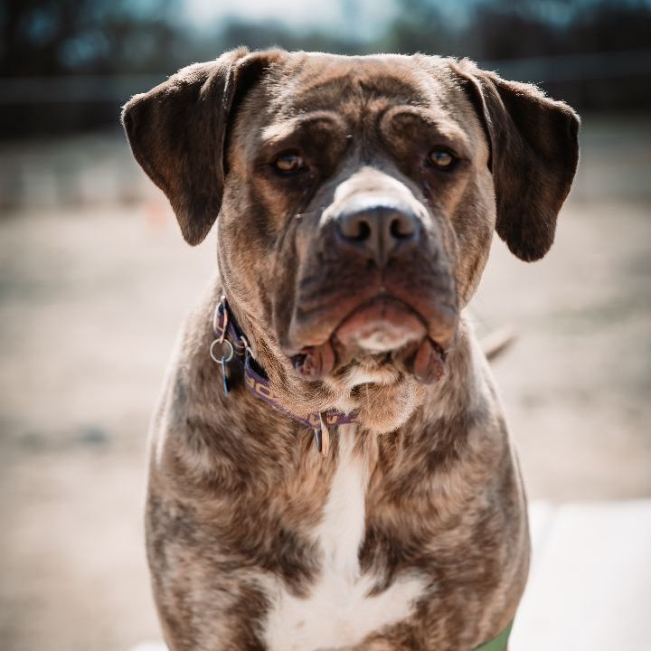 Enlarge Ethan, a Adoptable mixed breed in Pueblo, CO image 4/6