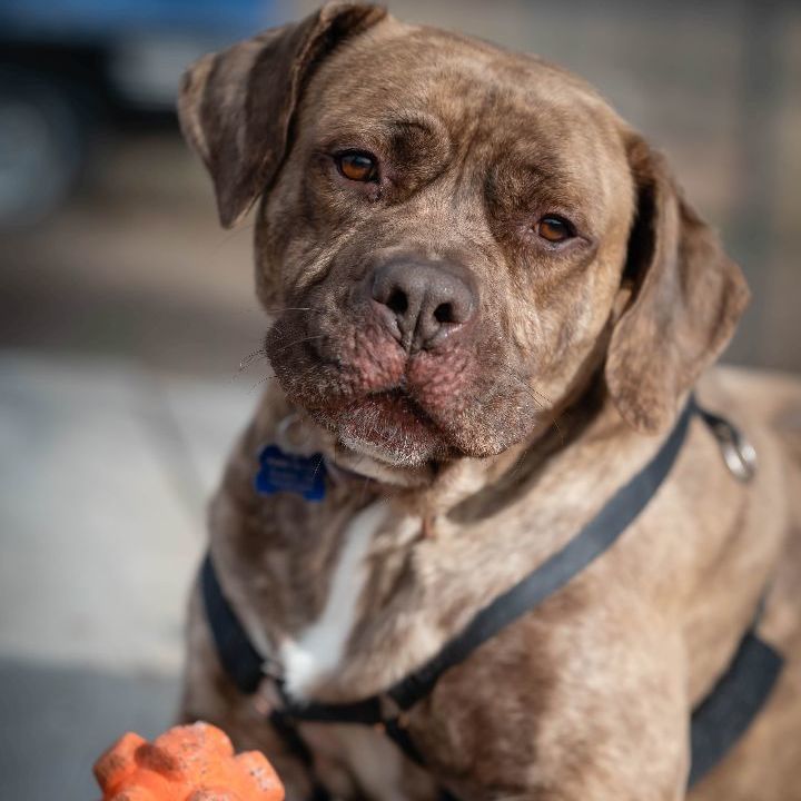 Buy petfinder mastiff Clearance