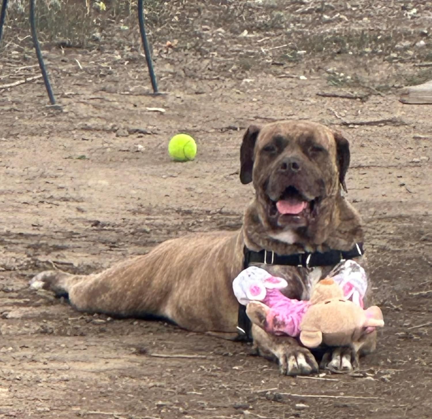 Enlarge Ethan, a Adoptable mixed breed in Pueblo, CO image 5/6