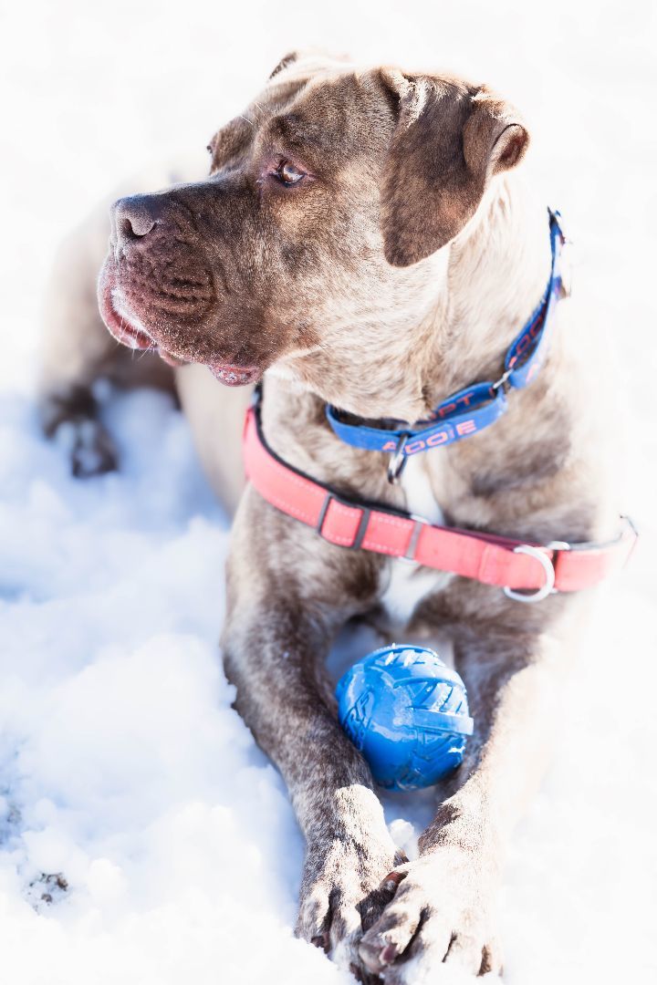 Enlarge Ethan, a Adoptable mixed breed in Pueblo, CO image 6/6