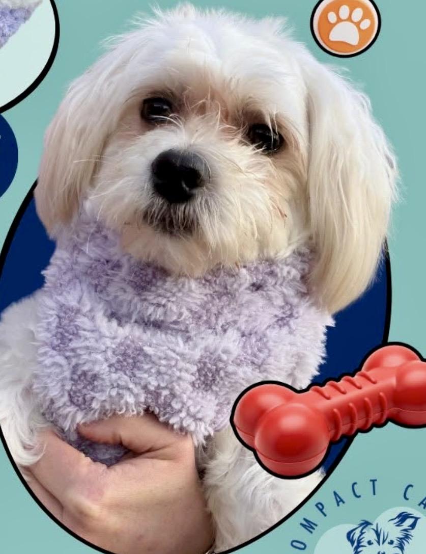 Enlarge Tony, a ADOPTABLE Maltese in Norfolk, VA image 1/1