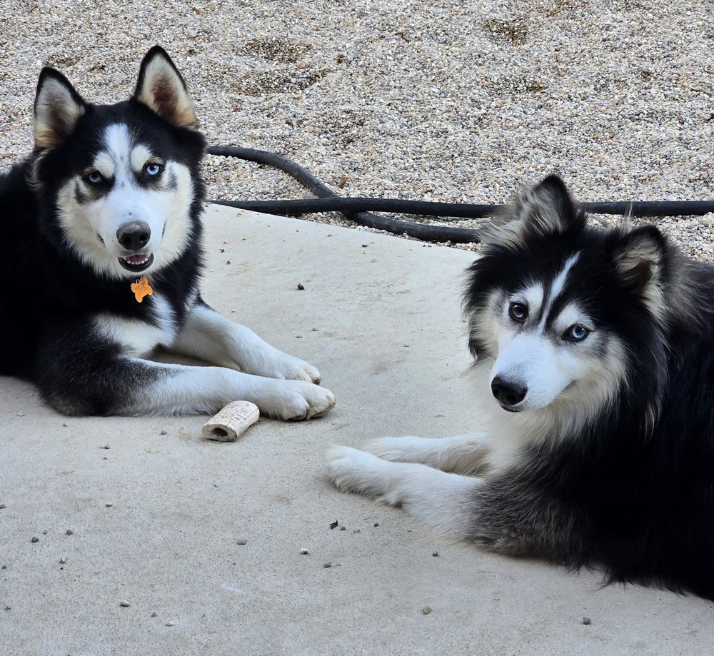 Simpson, a Adoptable mixed breed in Waunakee, WI image 2/3