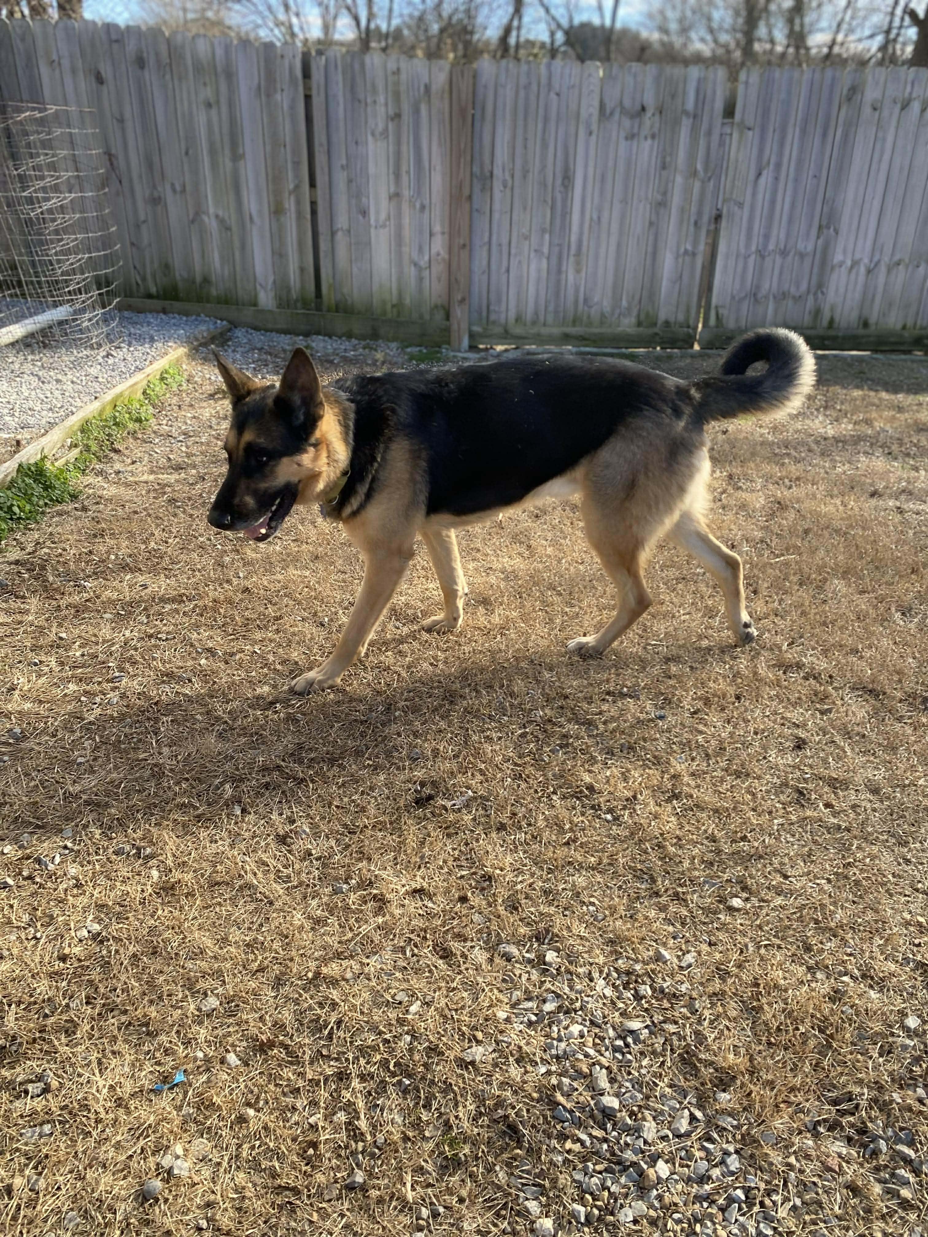 Enlarge Big Ben, a Adoptable German Shepherd Dog in Nashua, NH image 5/6
