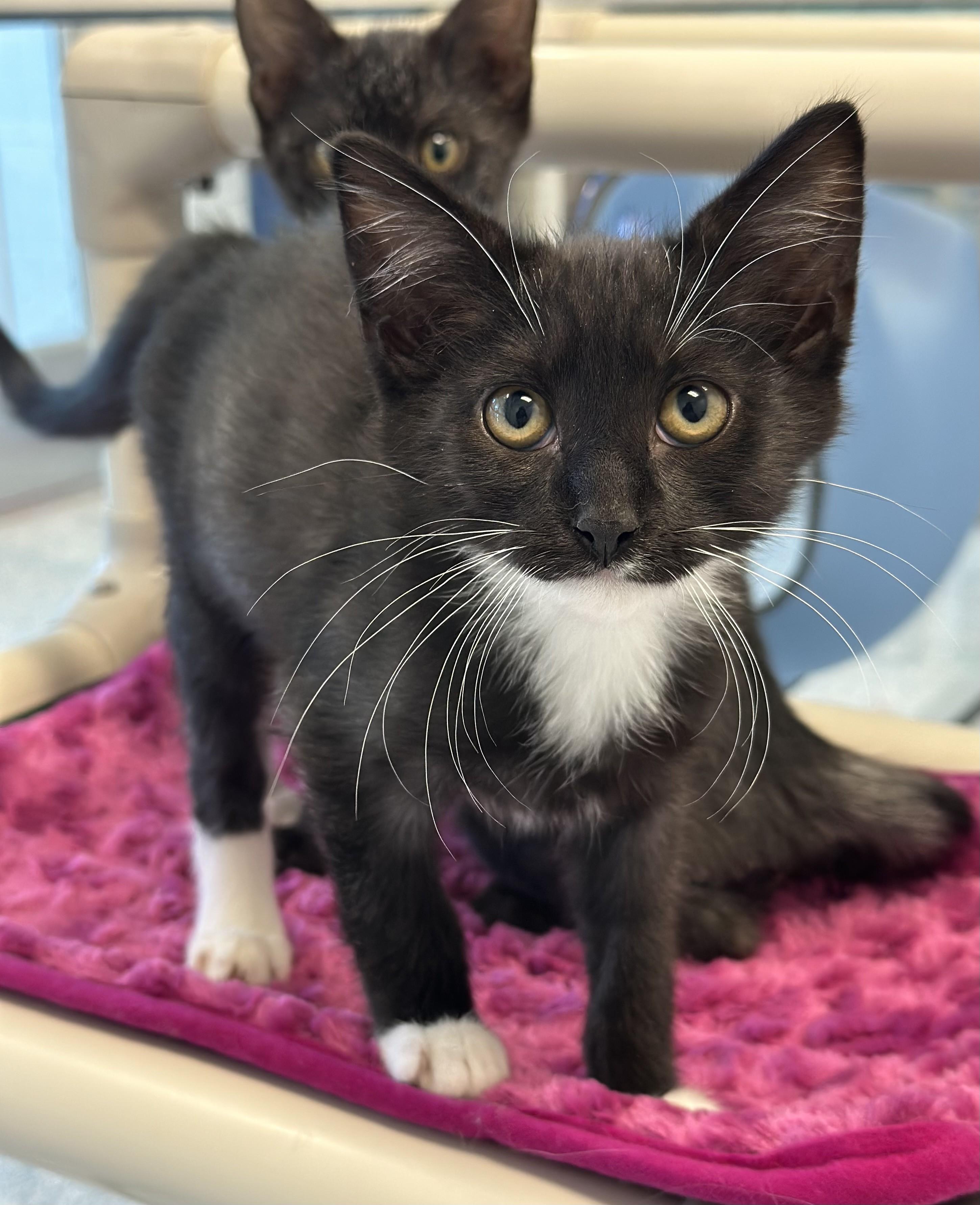 Sailor, adopted, Kitten Male Domestic Short Hair.
