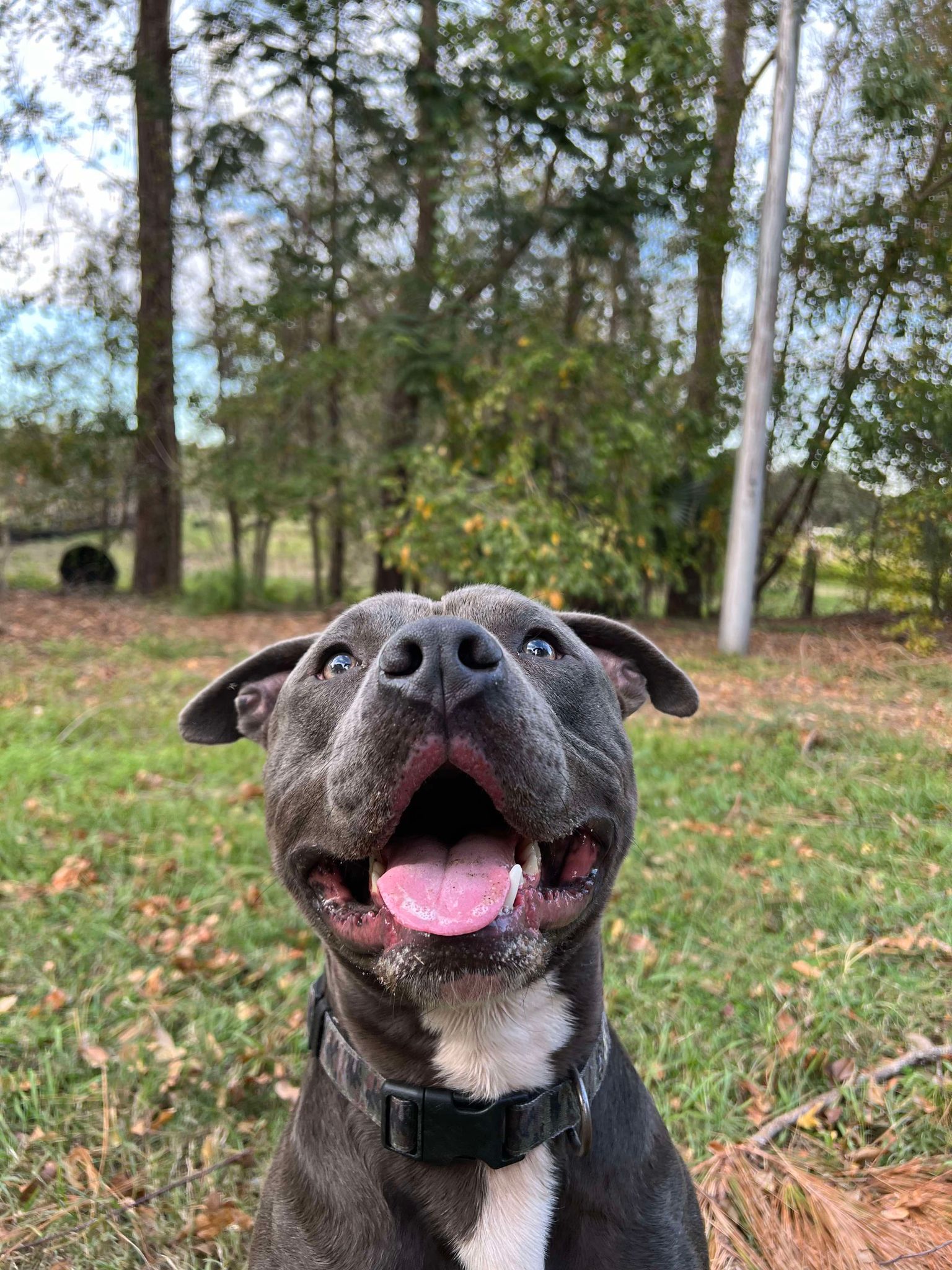Dog for adoption Benny, a Pit Bull Terrier in Maitland, FL Petfinder