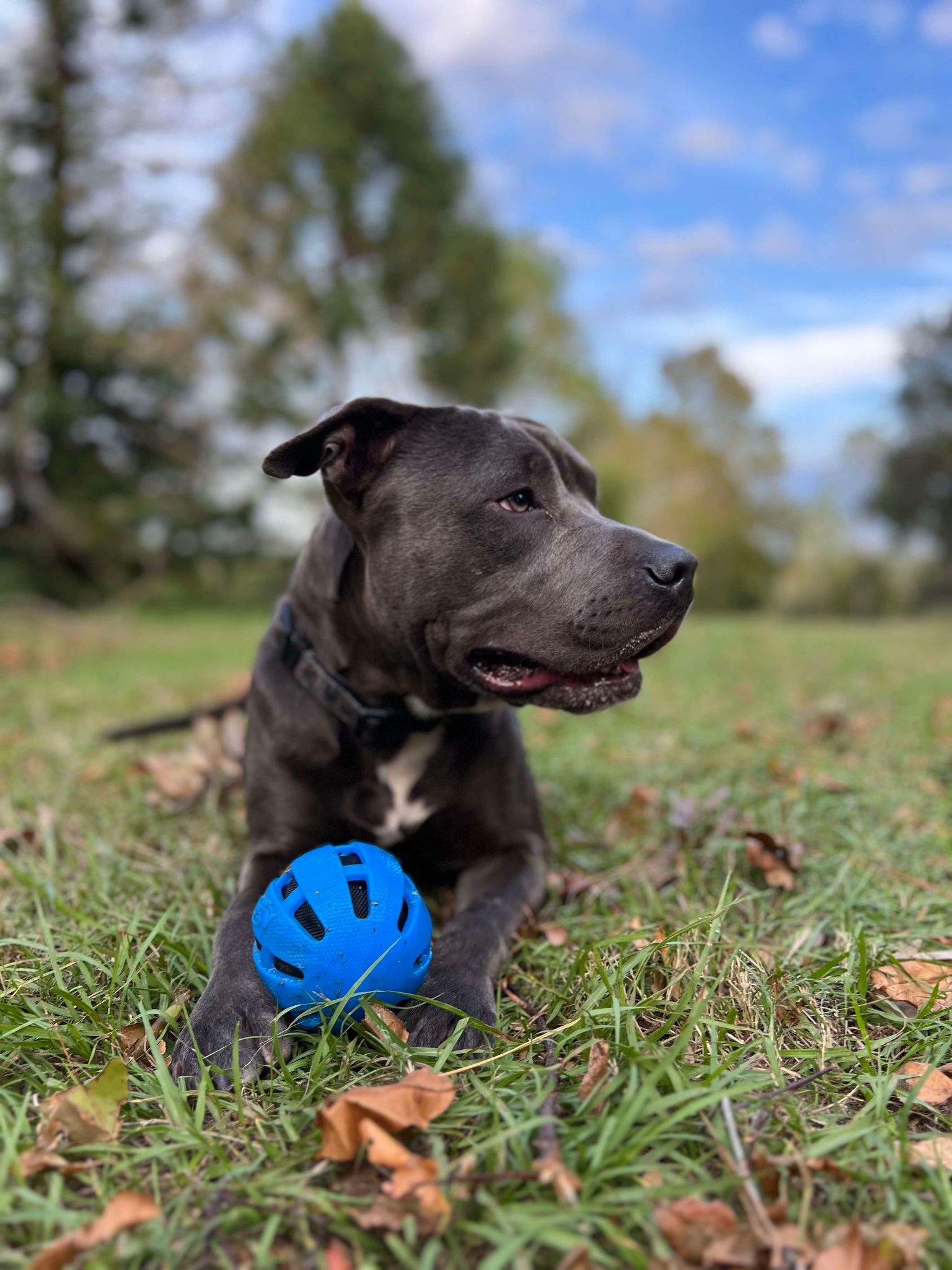 Dog for adoption Benny, a Pit Bull Terrier in Maitland, FL Petfinder