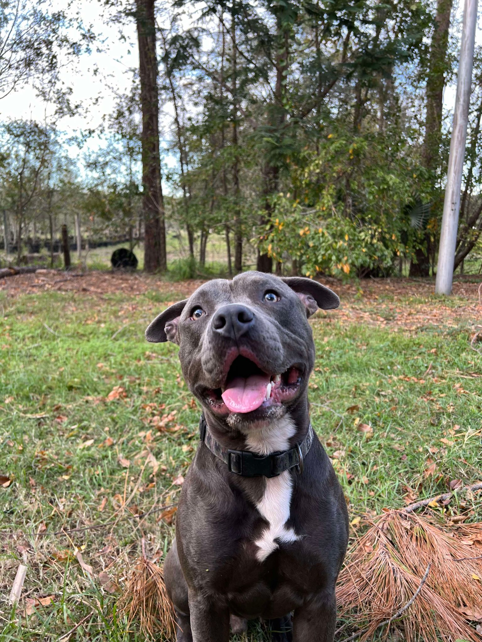 Dog for adoption Benny, a Pit Bull Terrier in Maitland, FL Petfinder