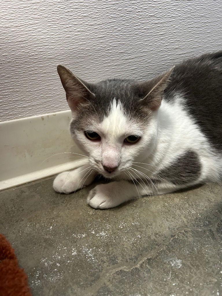 Lucky, Adoptable, Adult Male Domestic Short Hair.