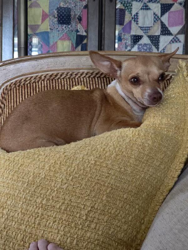 Sweet Pea, adopted, Young Female Chihuahua.