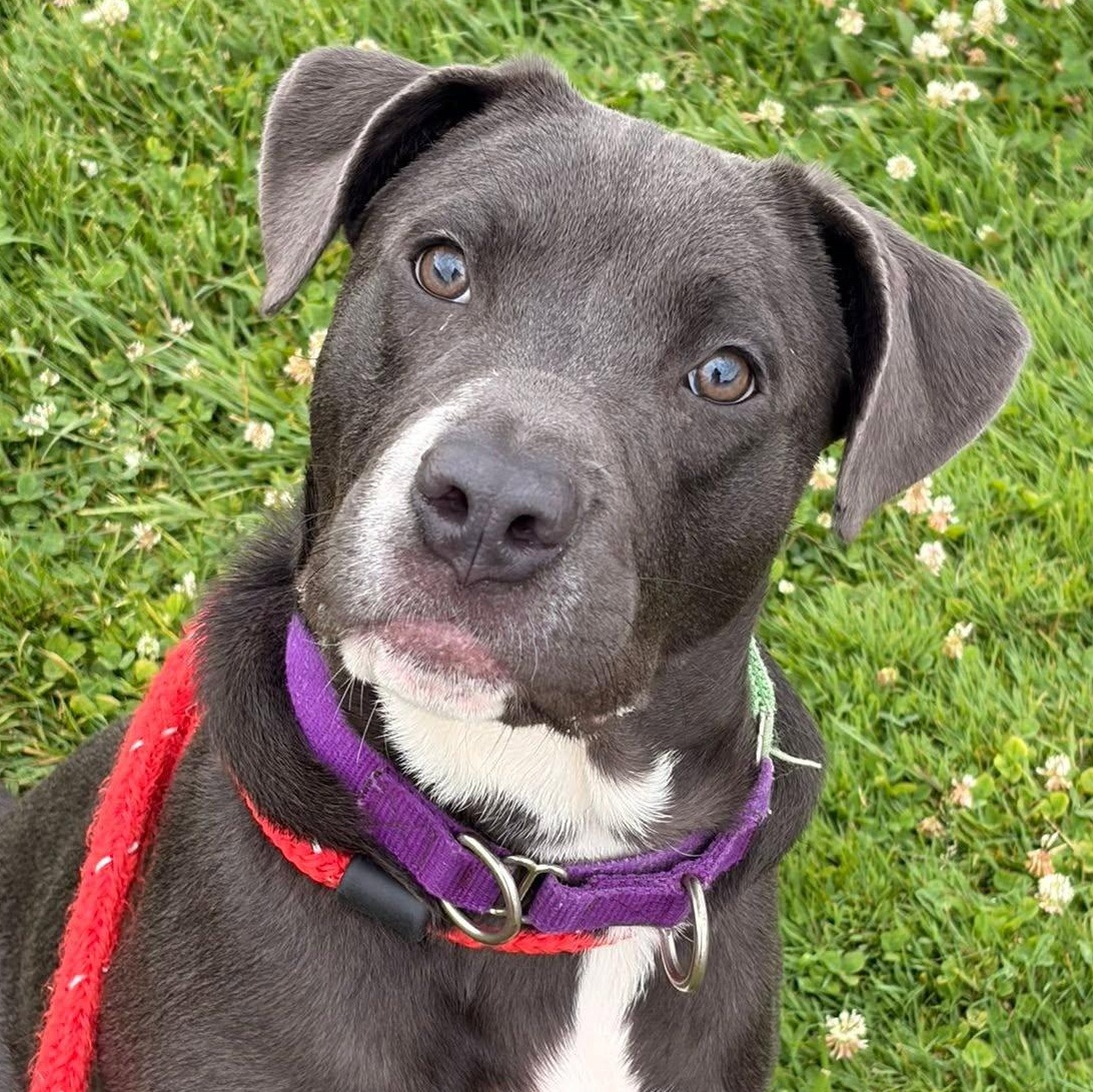 Trixie, a ADOPTABLE Terrier in North Syracuse, NY image 5/5