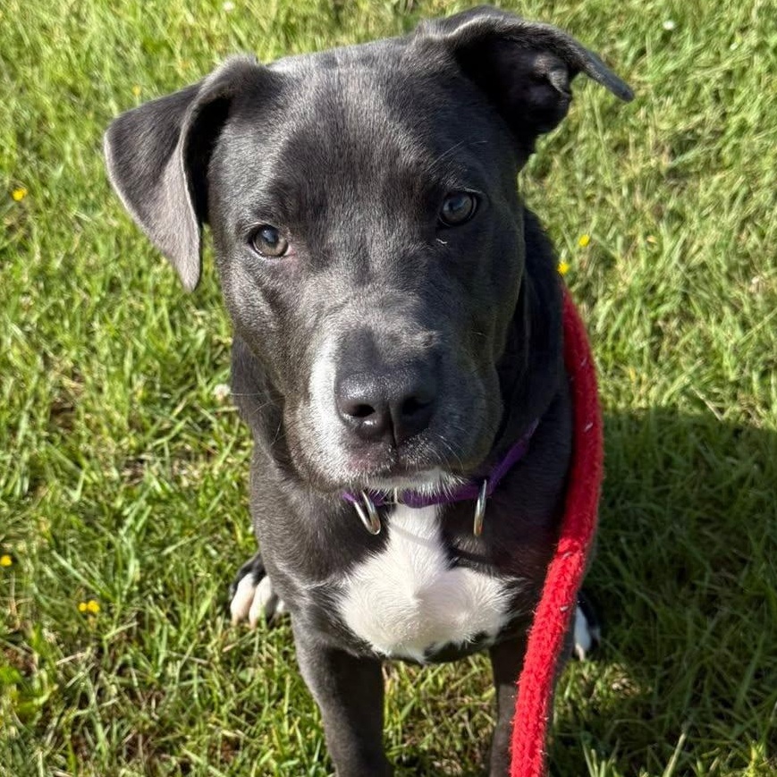 Trixie, a ADOPTABLE Terrier in North Syracuse, NY image 3/5