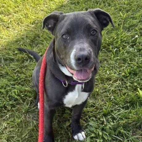 Trixie, a ADOPTABLE Terrier in North Syracuse, NY image 2/5