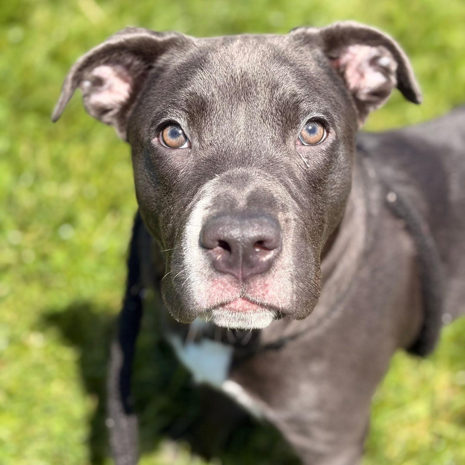 Trixie, ADOPTABLE, Puppy Female Terrier.