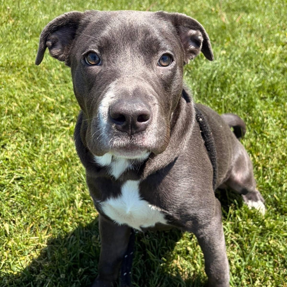 Trixie, a ADOPTABLE Terrier in North Syracuse, NY image 4/5