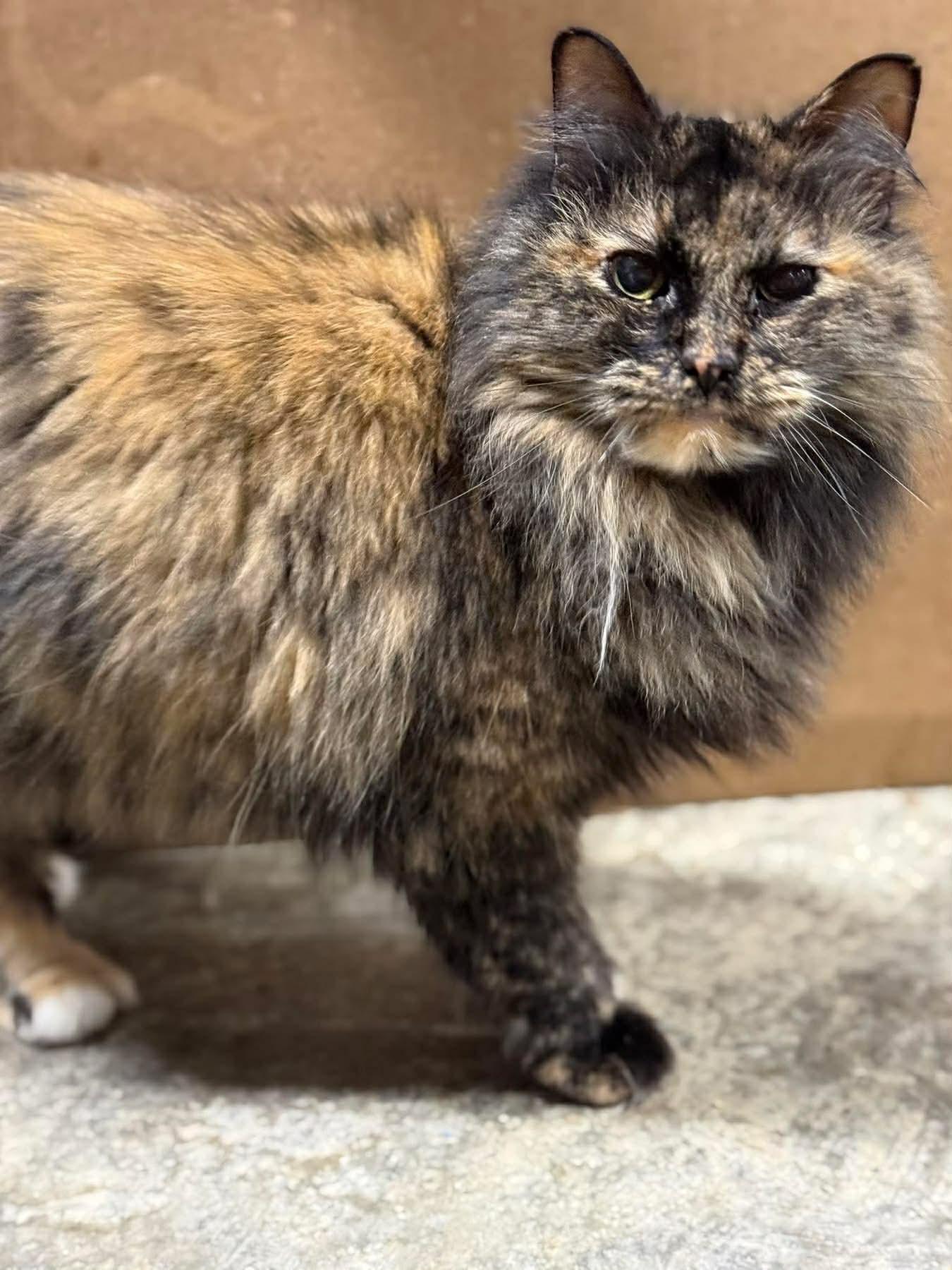 Enlarge Crayola, a ADOPTABLE mixed breed in Nashville, TN image 1/1