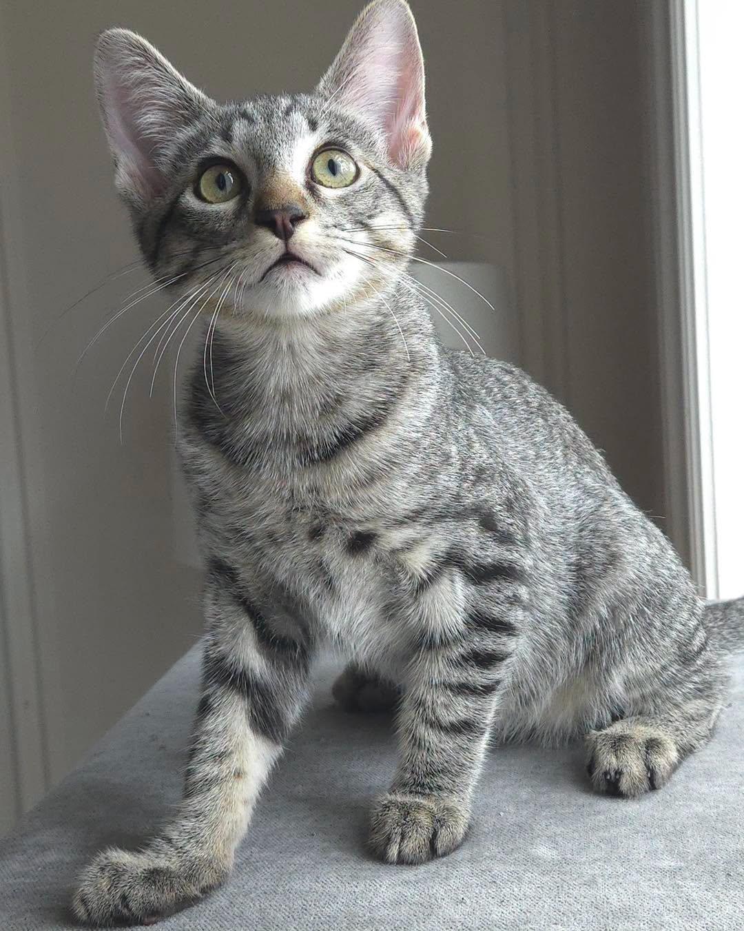 Jude, Adoptable, Kitten Male Domestic Short Hair.