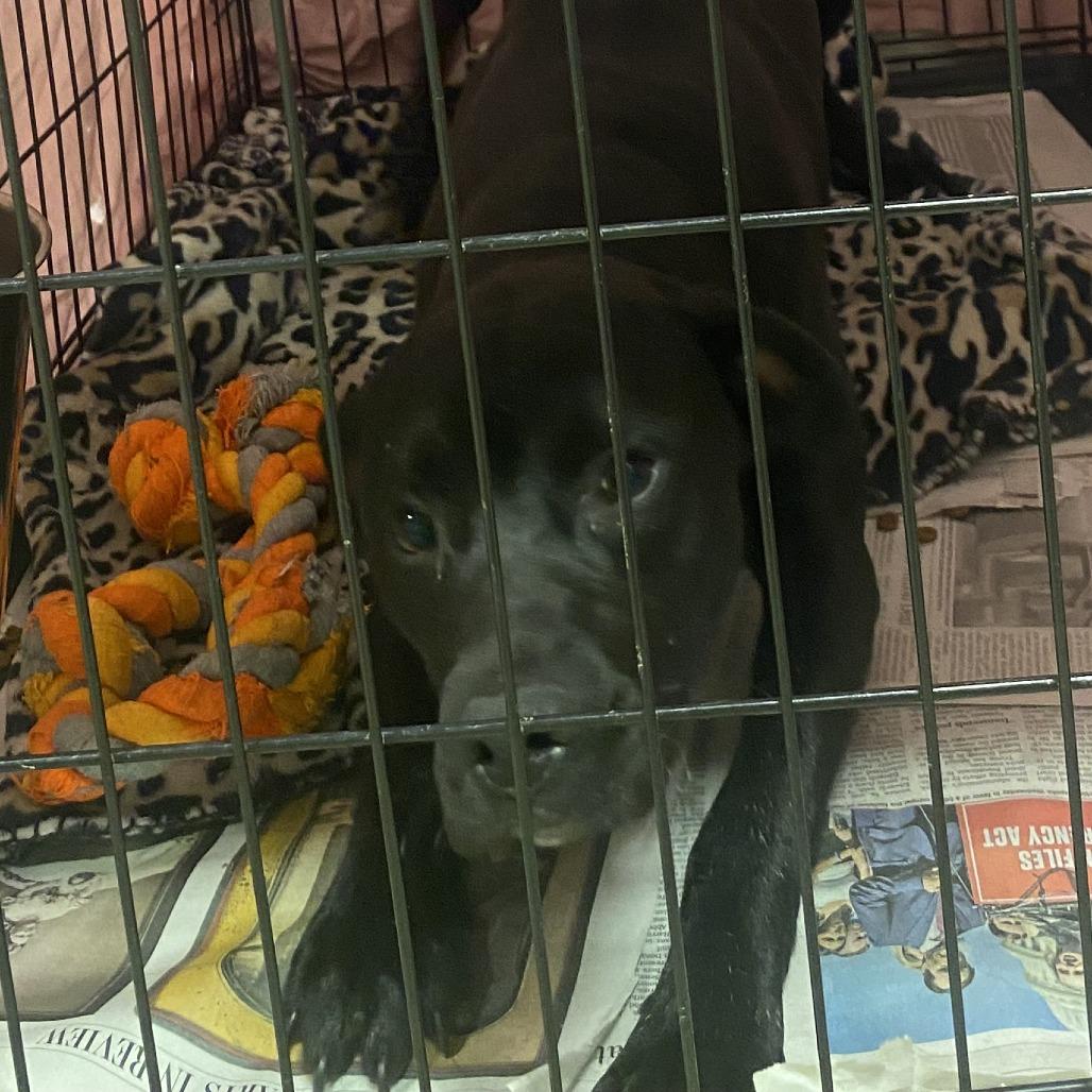 Milam 060211U-2, Adoptable, Adult Male Black Labrador Retriever & Mixed Breed.