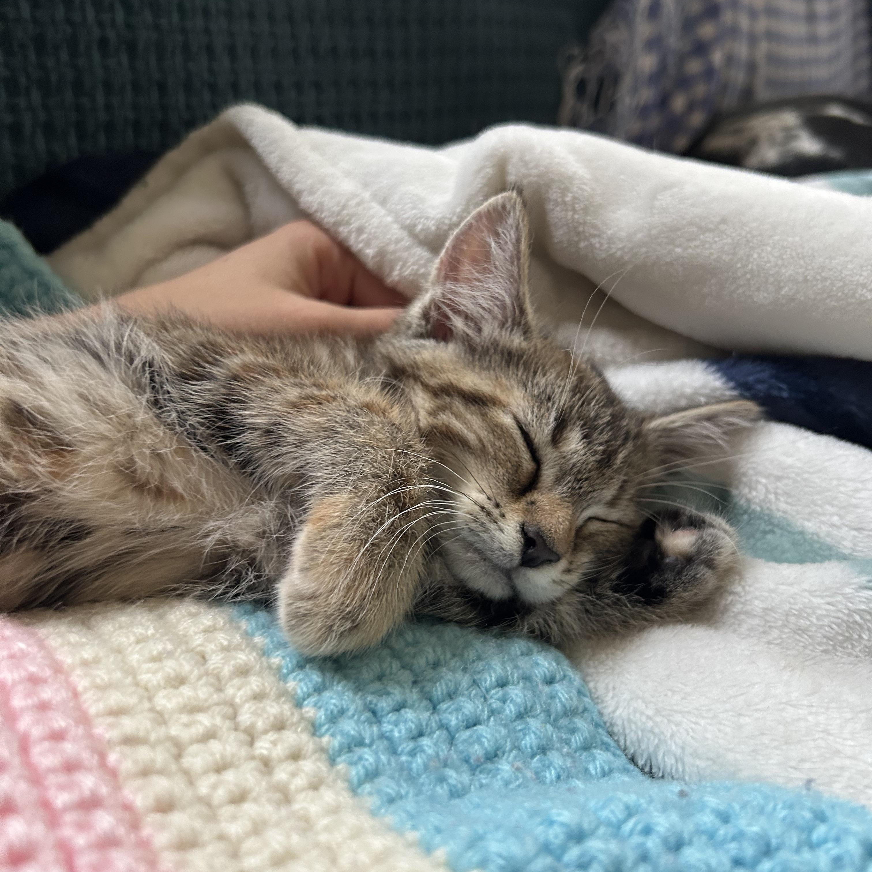 Ophelia, Baby Female unknown