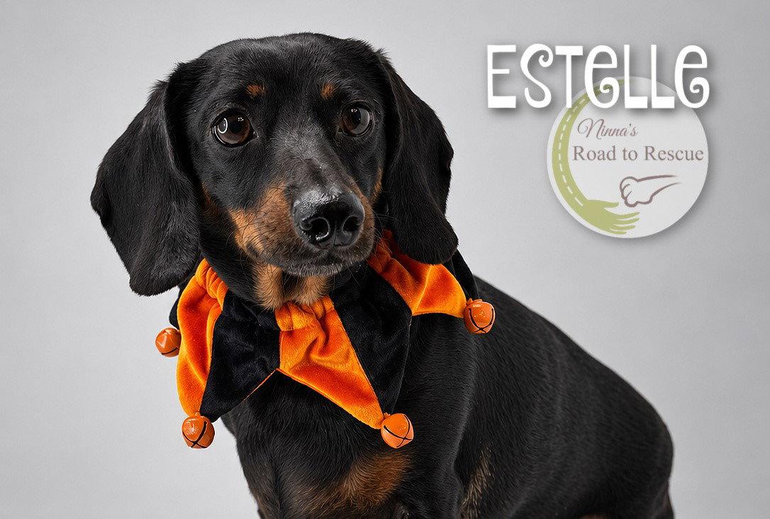 Estelle, Adoptable, Adult Female Dachshund.