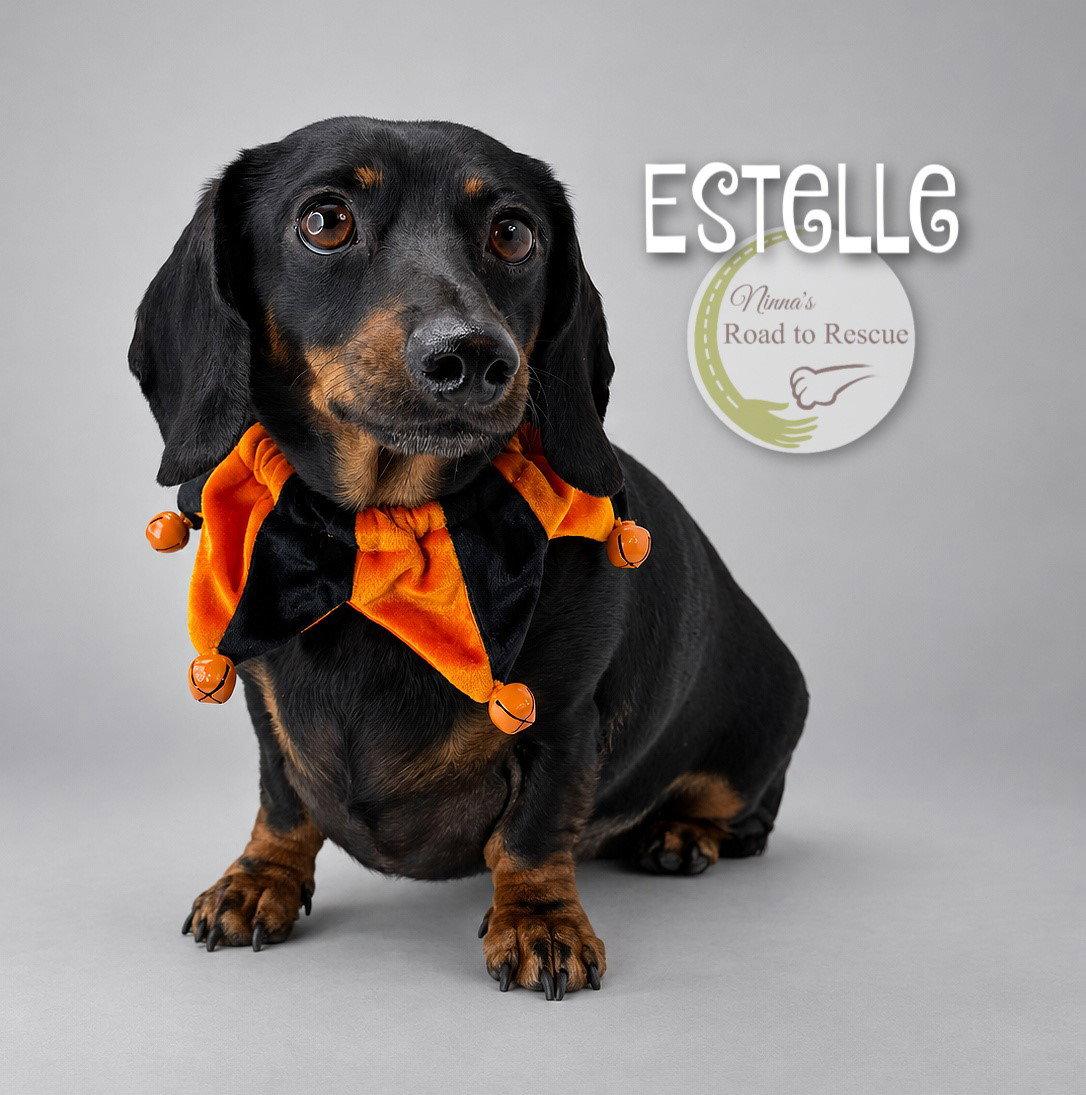 Enlarge Estelle, a Adoptable Dachshund in Benton, LA image 2/2
