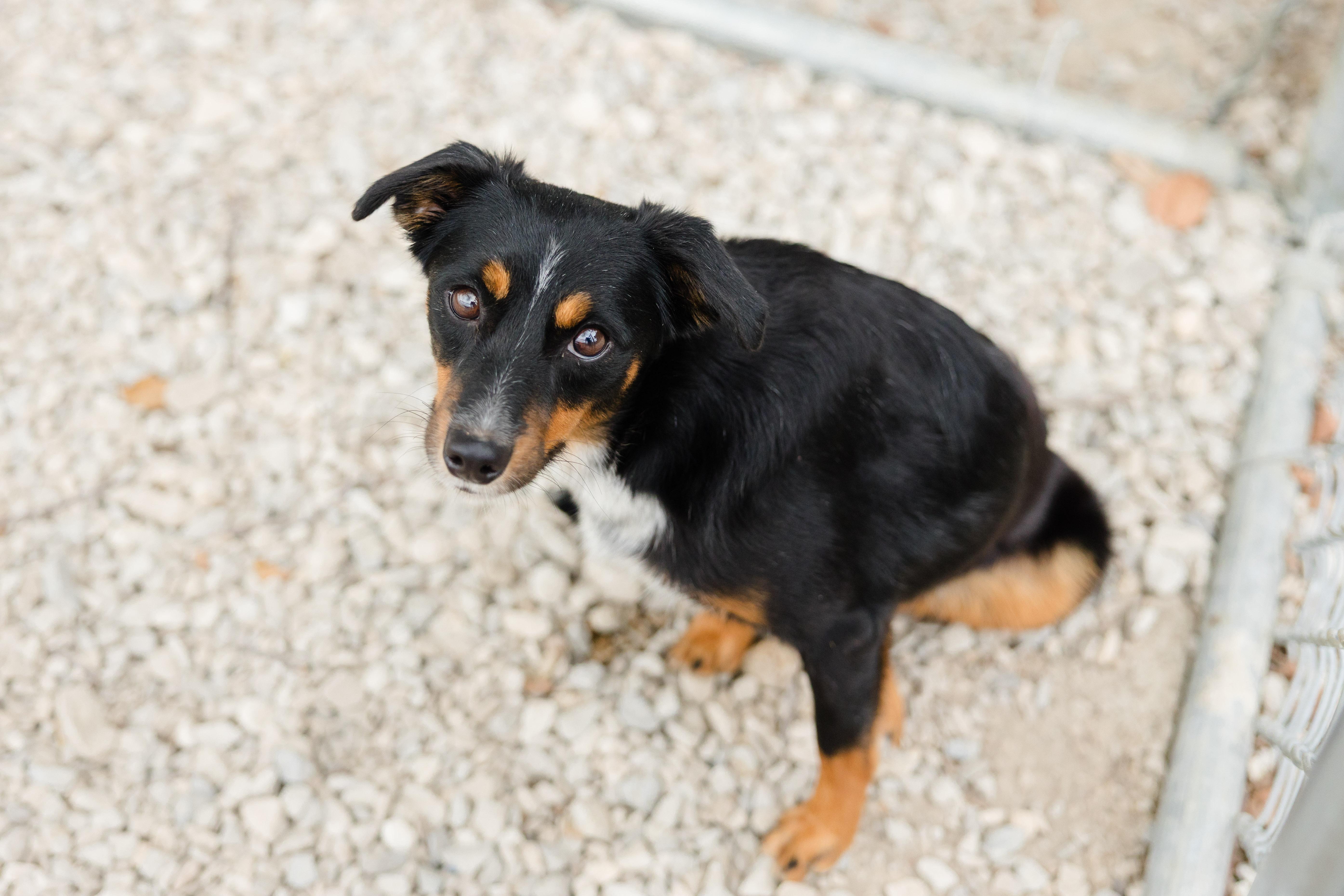 Enlarge Reishi, a Adoptable mixed breed in Newburgh, IN image 2/3