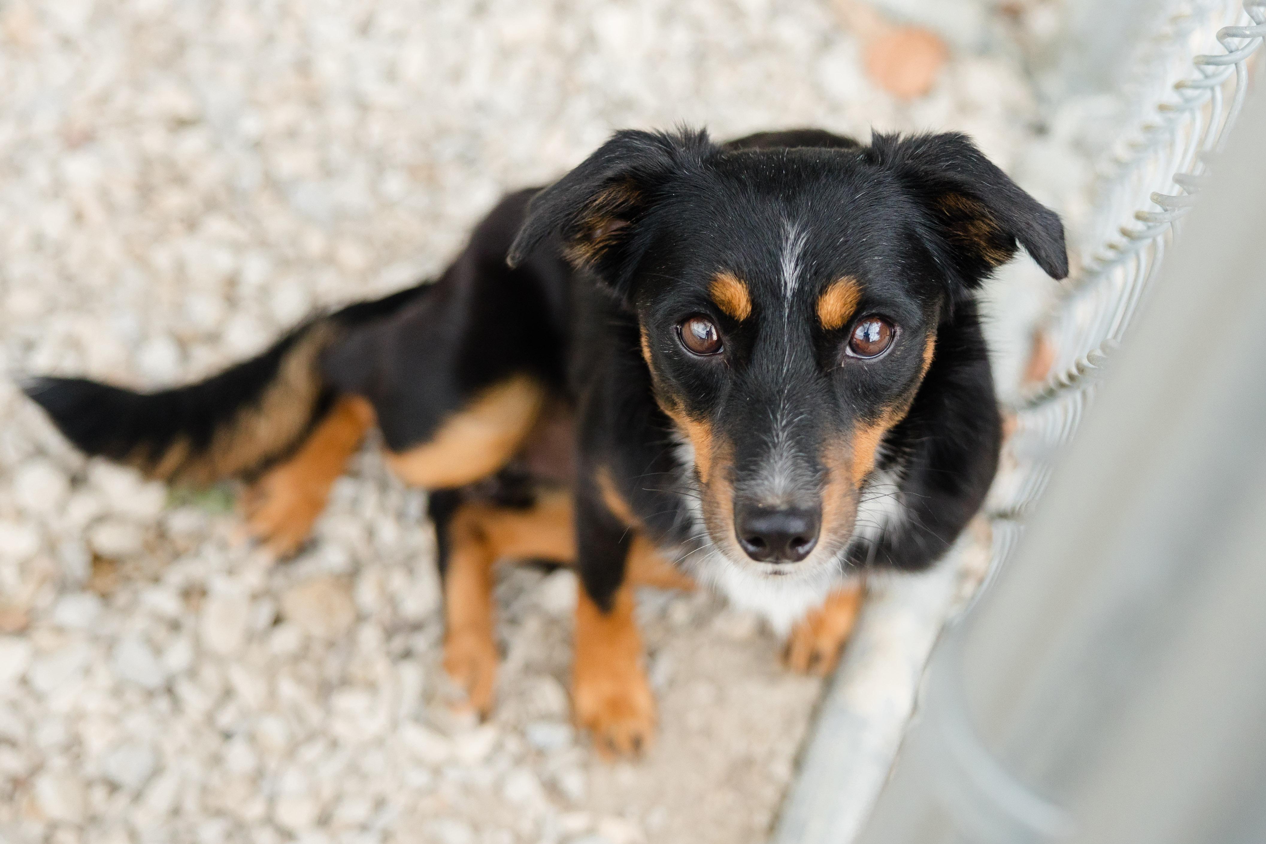 Reishi, Adoptable, Adult Male Australian Shepherd.
