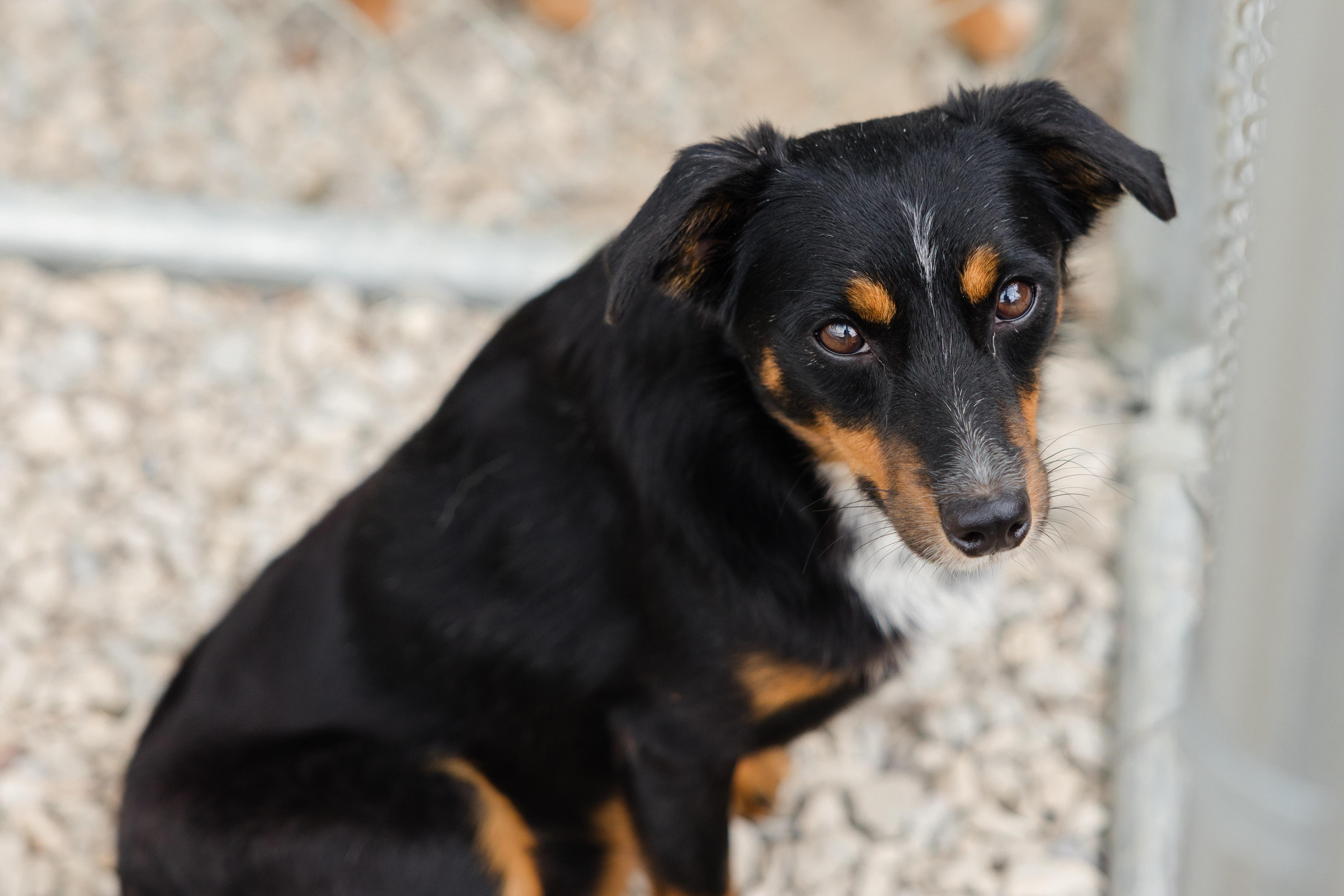 Enlarge Reishi, a Adoptable mixed breed in Newburgh, IN image 3/3