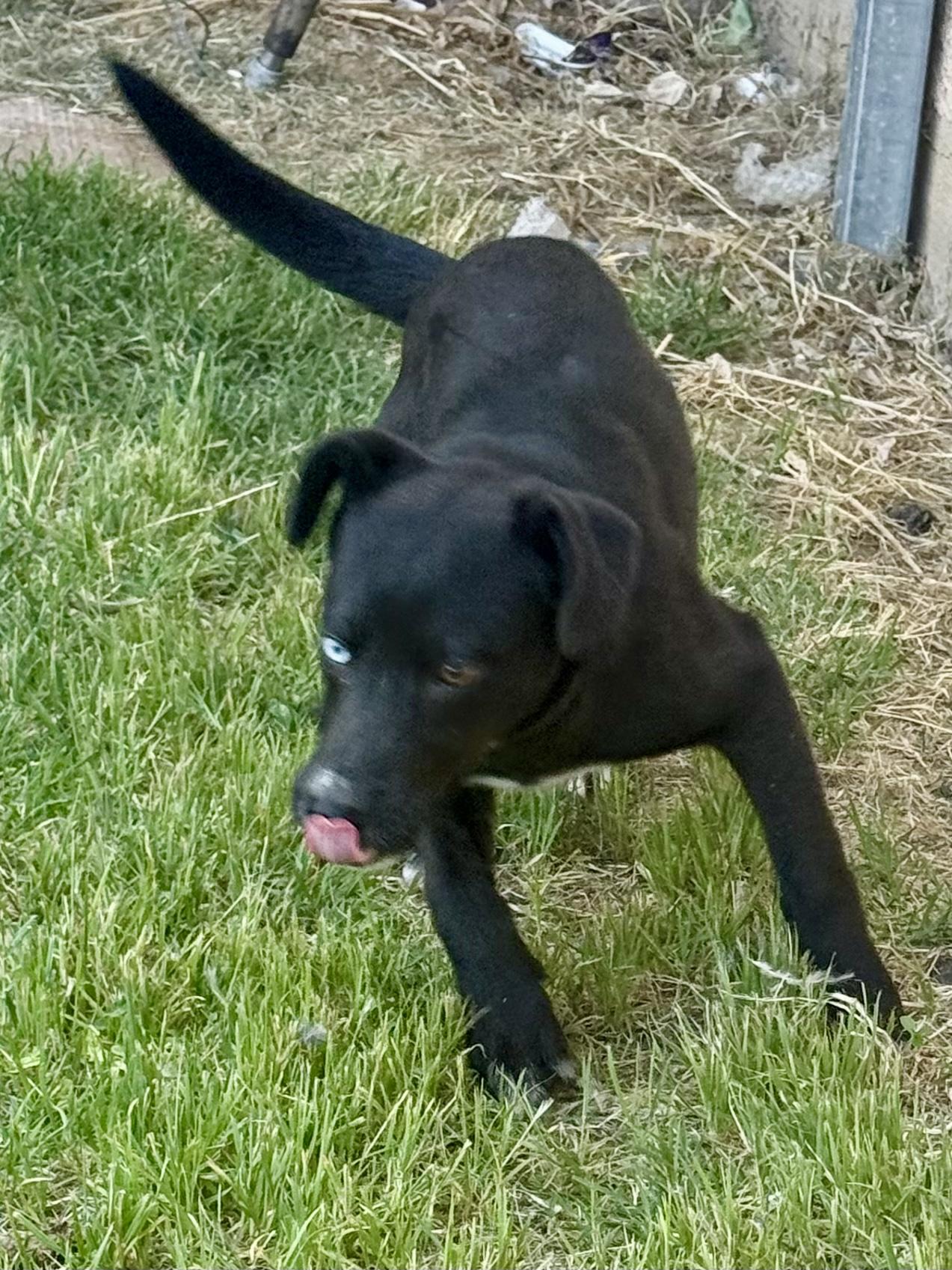Layla , a Adoptable mixed breed in Burnet, TX image 2/6