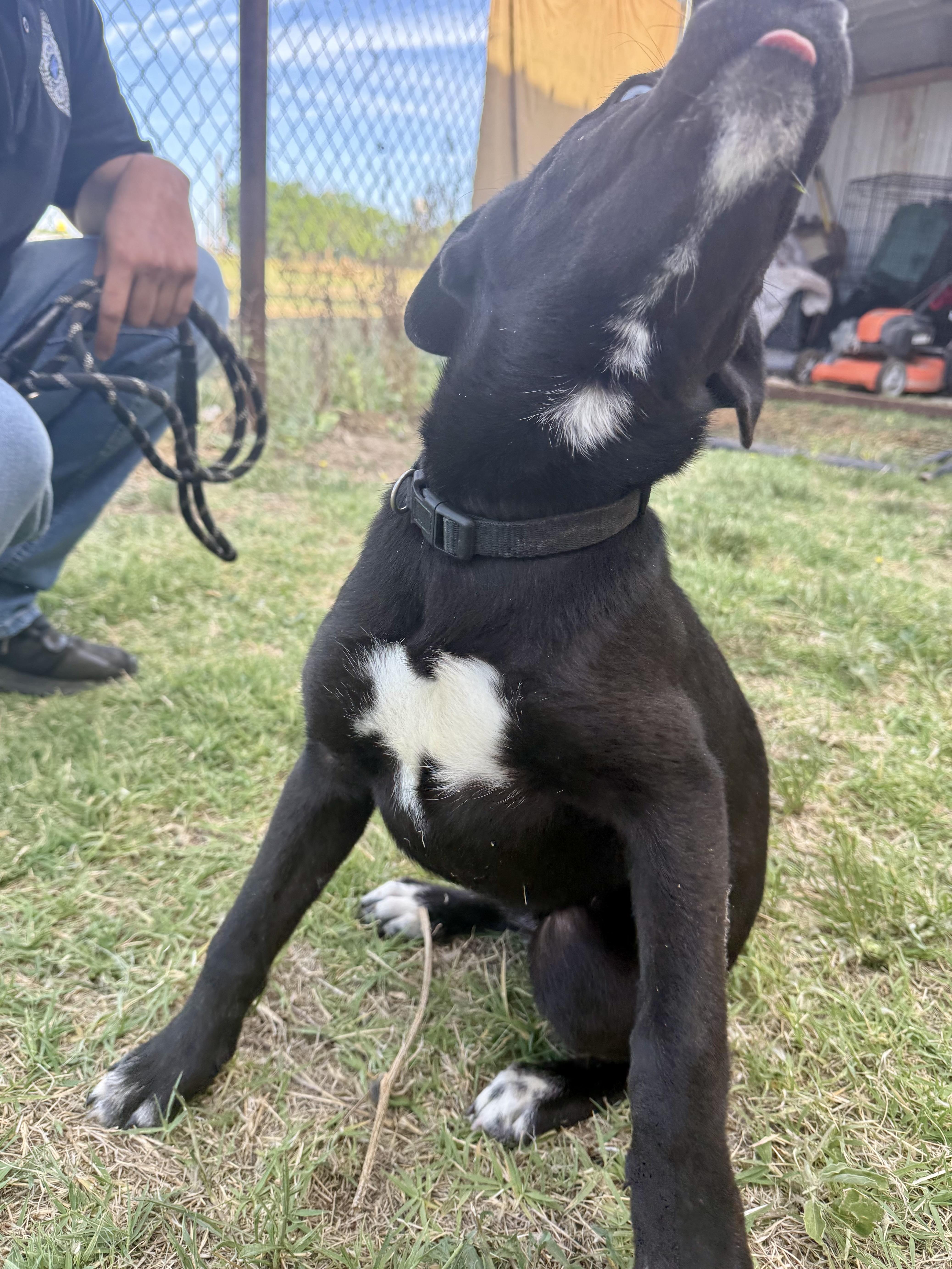 Layla , a Adoptable mixed breed in Burnet, TX image 5/6