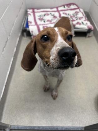 Enlarge Bella, a Adoptable mixed breed in Gulfport, MS image 1/1