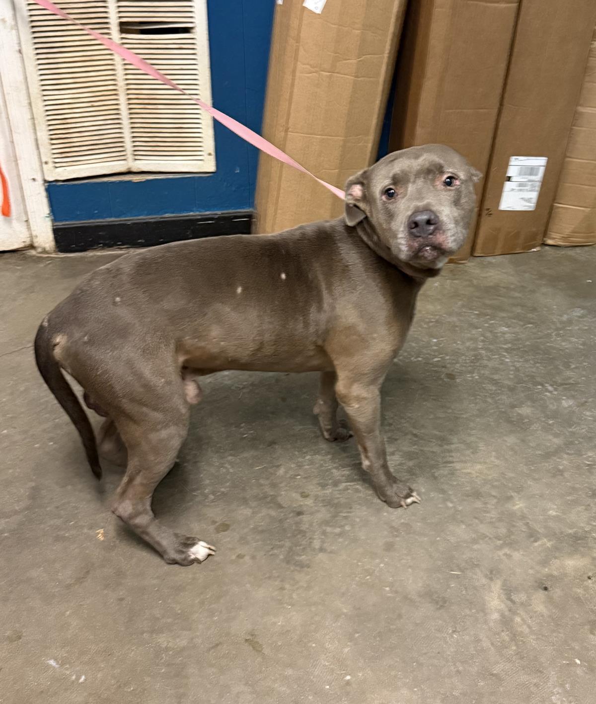 Prescott, Adoptable, Young Male Pit Bull Terrier.