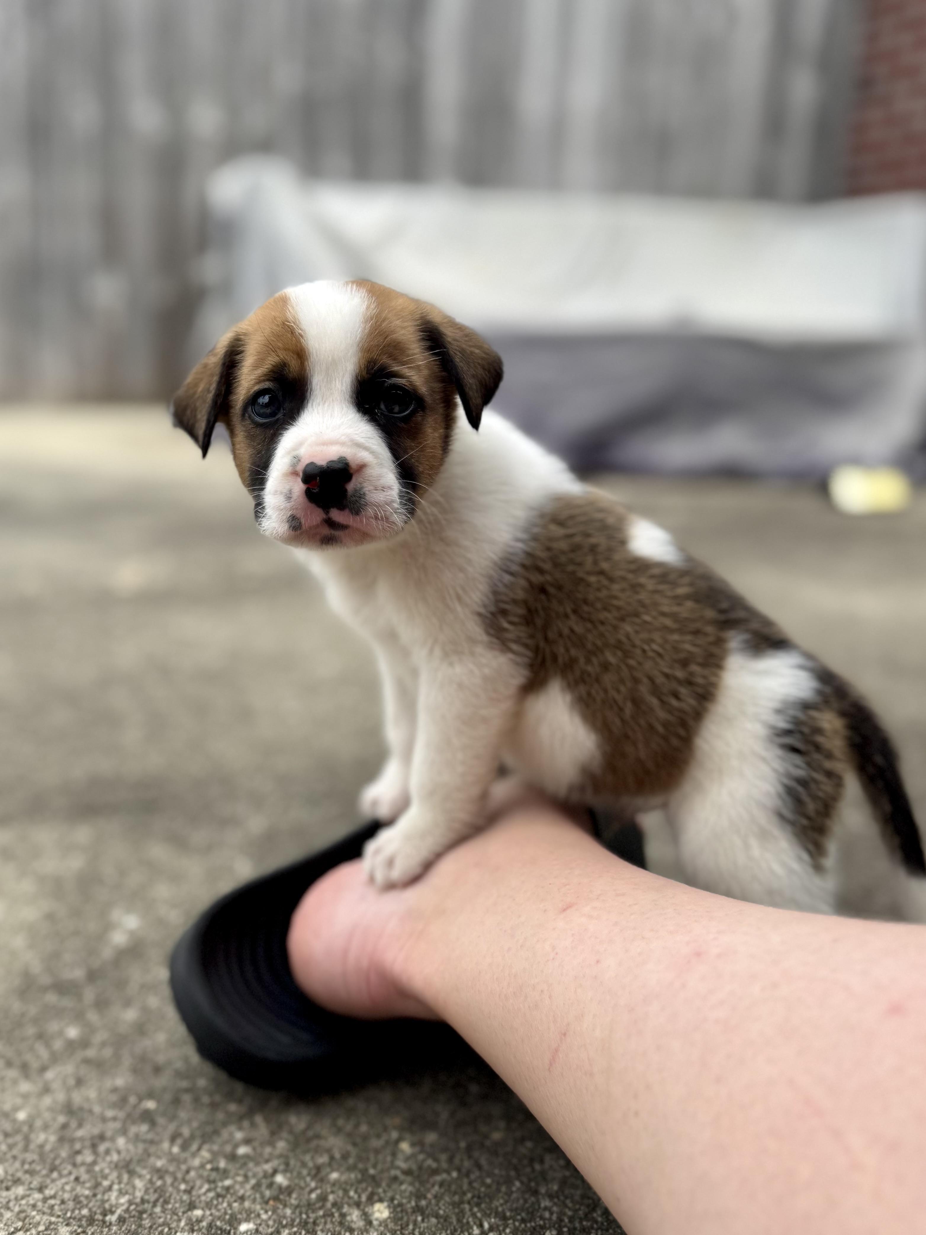 Robert, ADOPTABLE, Puppy Male Anatolian Shepherd & American Bulldog.