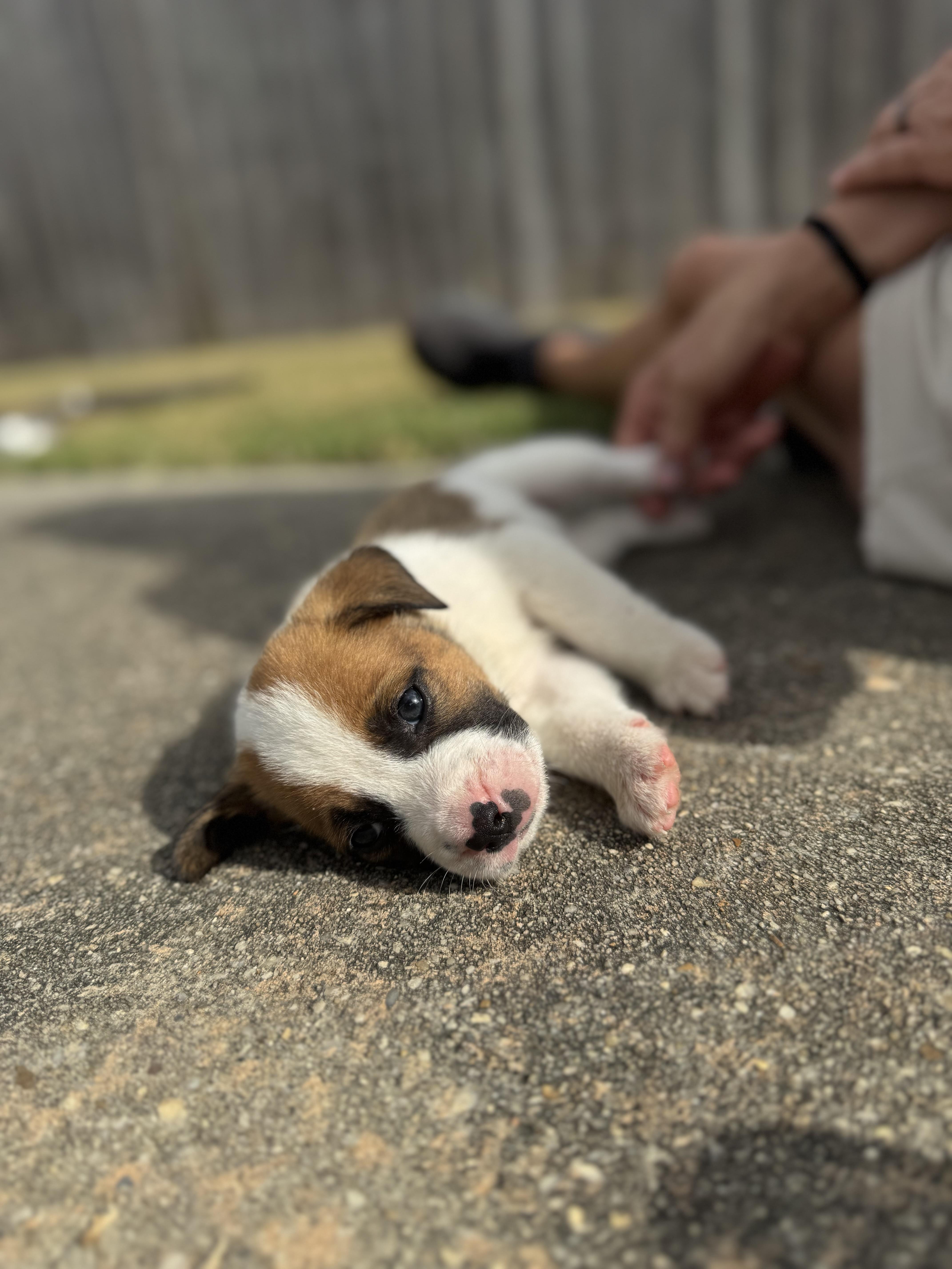 Enlarge Robert, a ADOPTABLE mixed breed in Mount Meigs, AL image 2/4