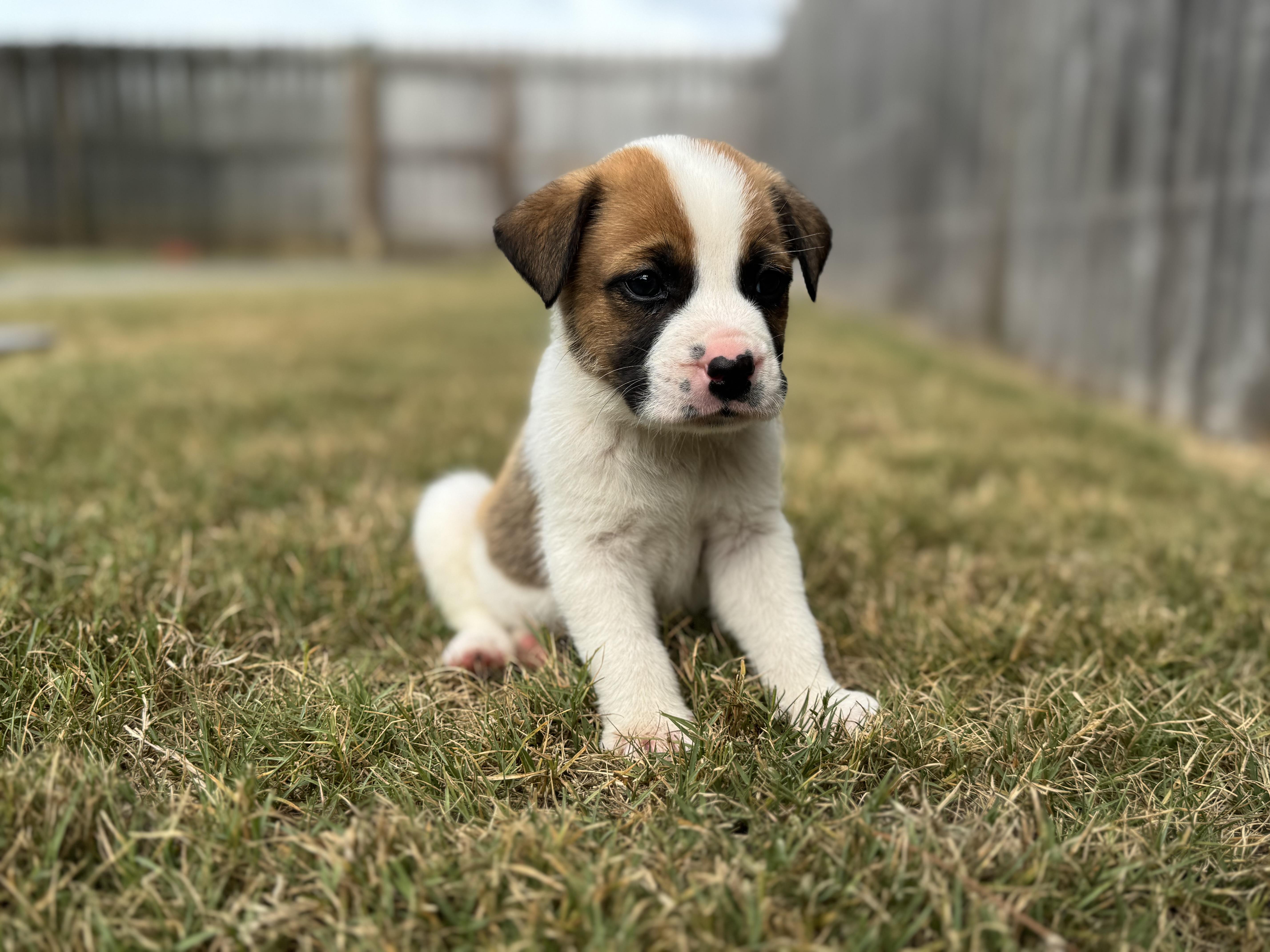 Enlarge Robert, a ADOPTABLE mixed breed in Mount Meigs, AL image 4/4