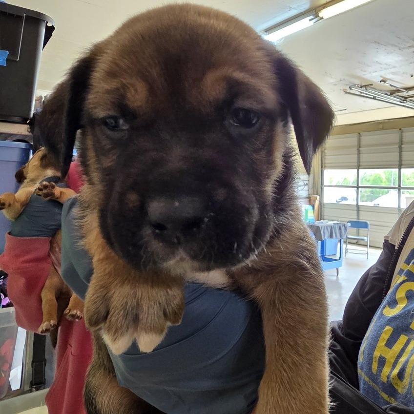 Rocky, Adoptable, Puppy Male Mixed Breed.