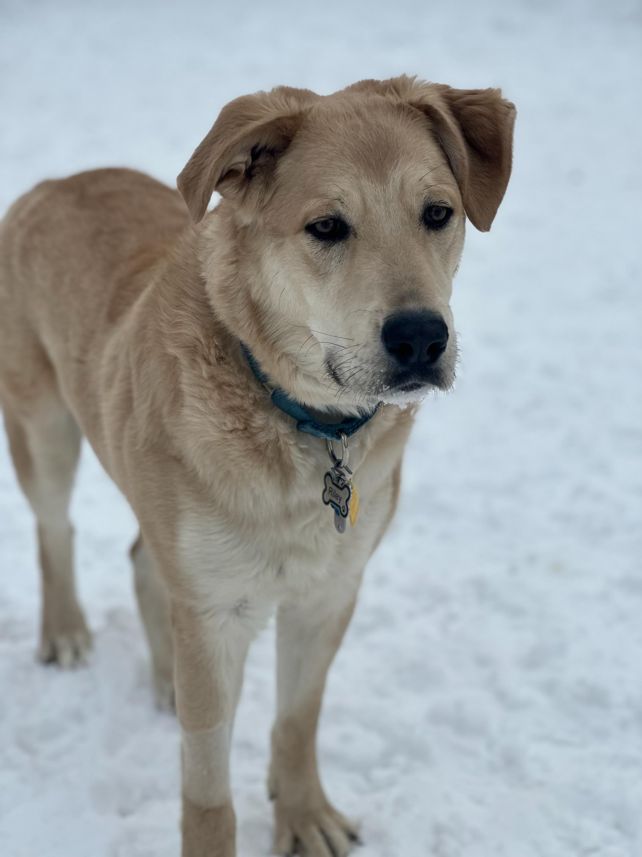 Riley, ADOPTABLE, Young Male Yellow Labrador Retriever & Shepherd.