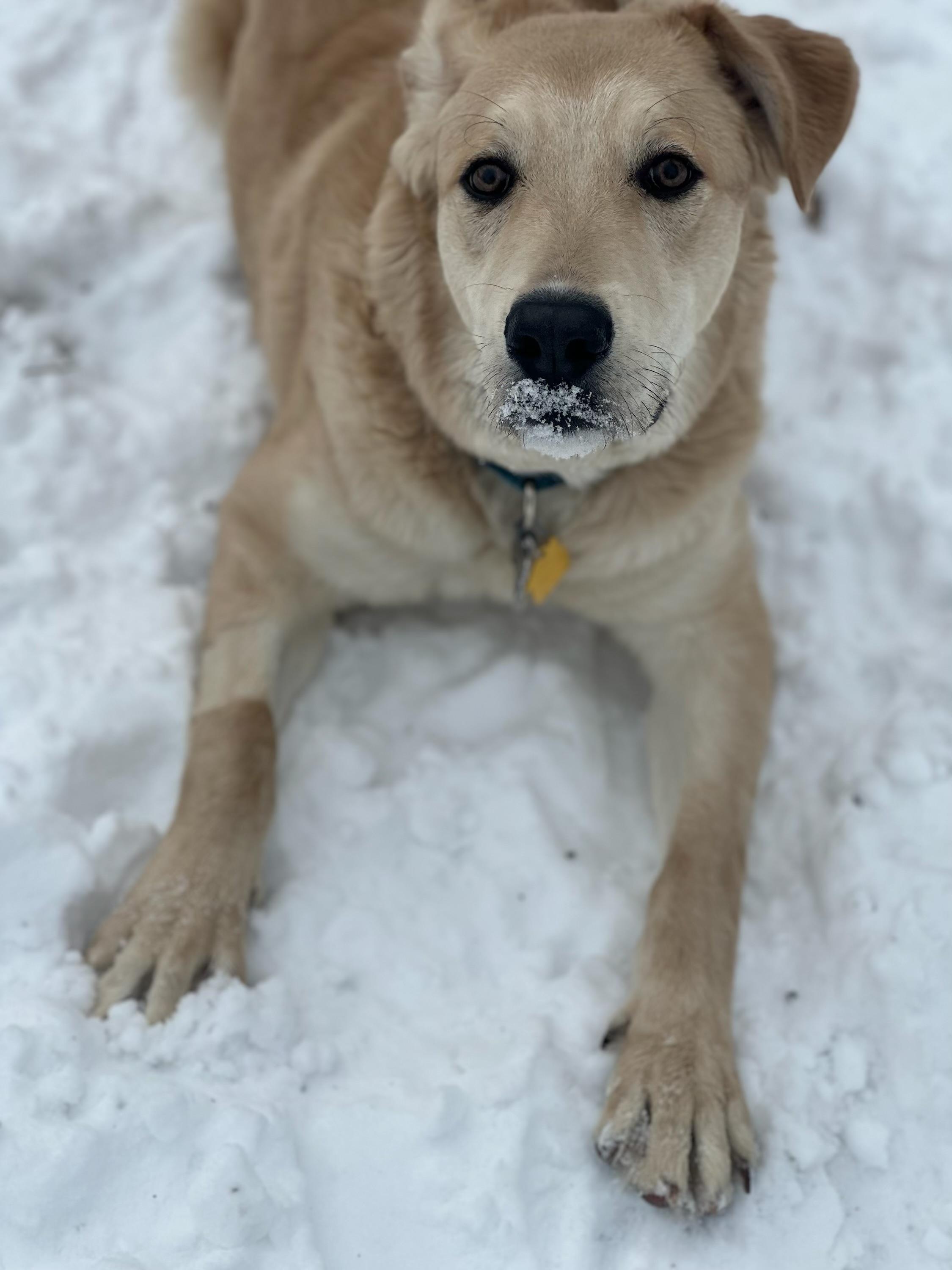 Riley, a ADOPTABLE mixed breed in Jamesville, NY image 2/4