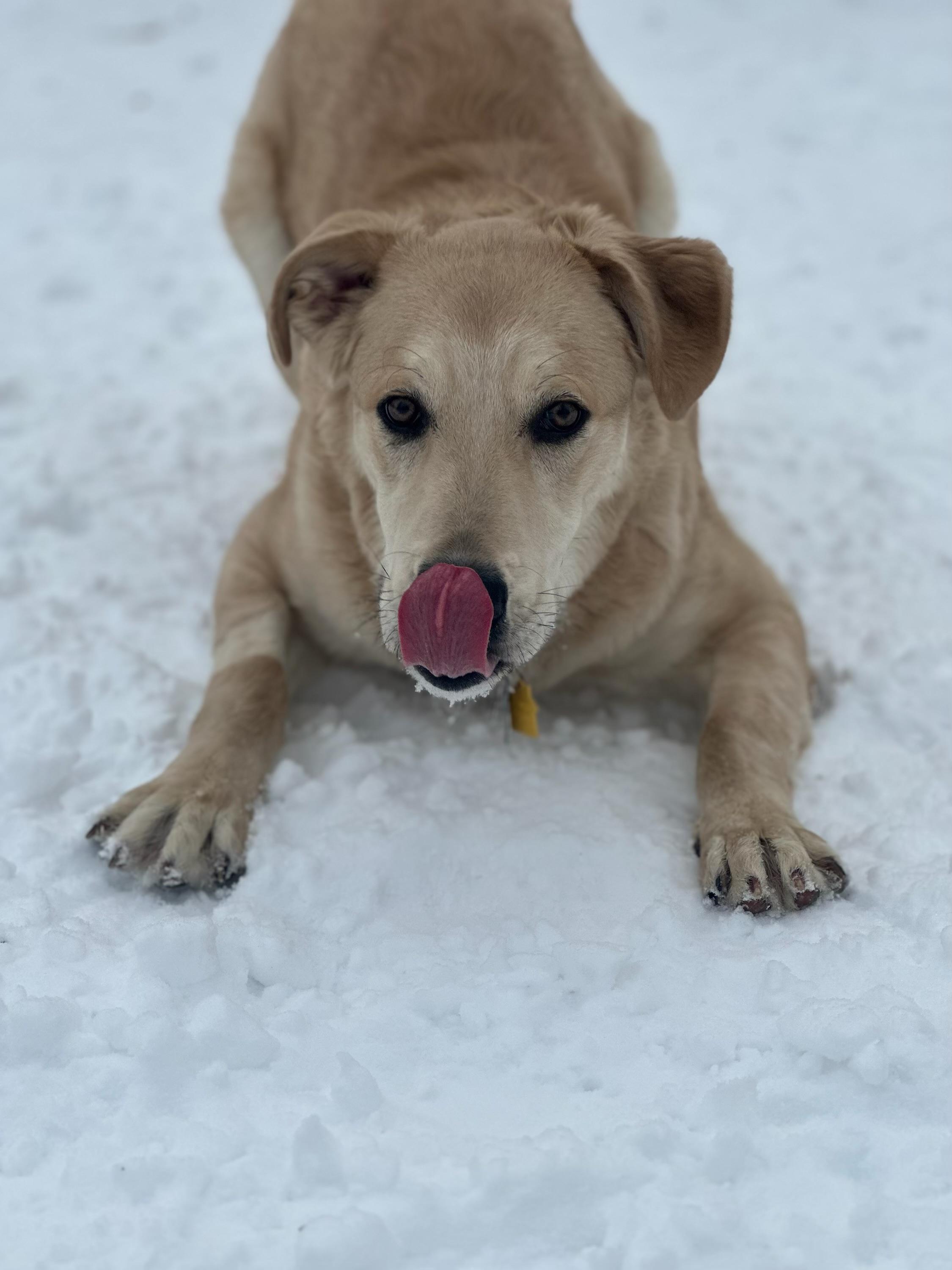 Riley, a ADOPTABLE mixed breed in Jamesville, NY image 4/4