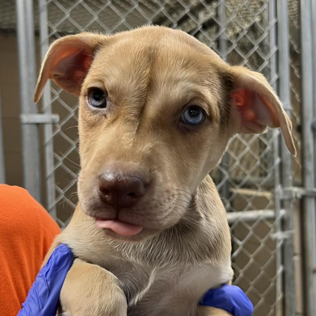 Miller, ADOPTABLE, Puppy Male Terrier & American Staffordshire Terrier.